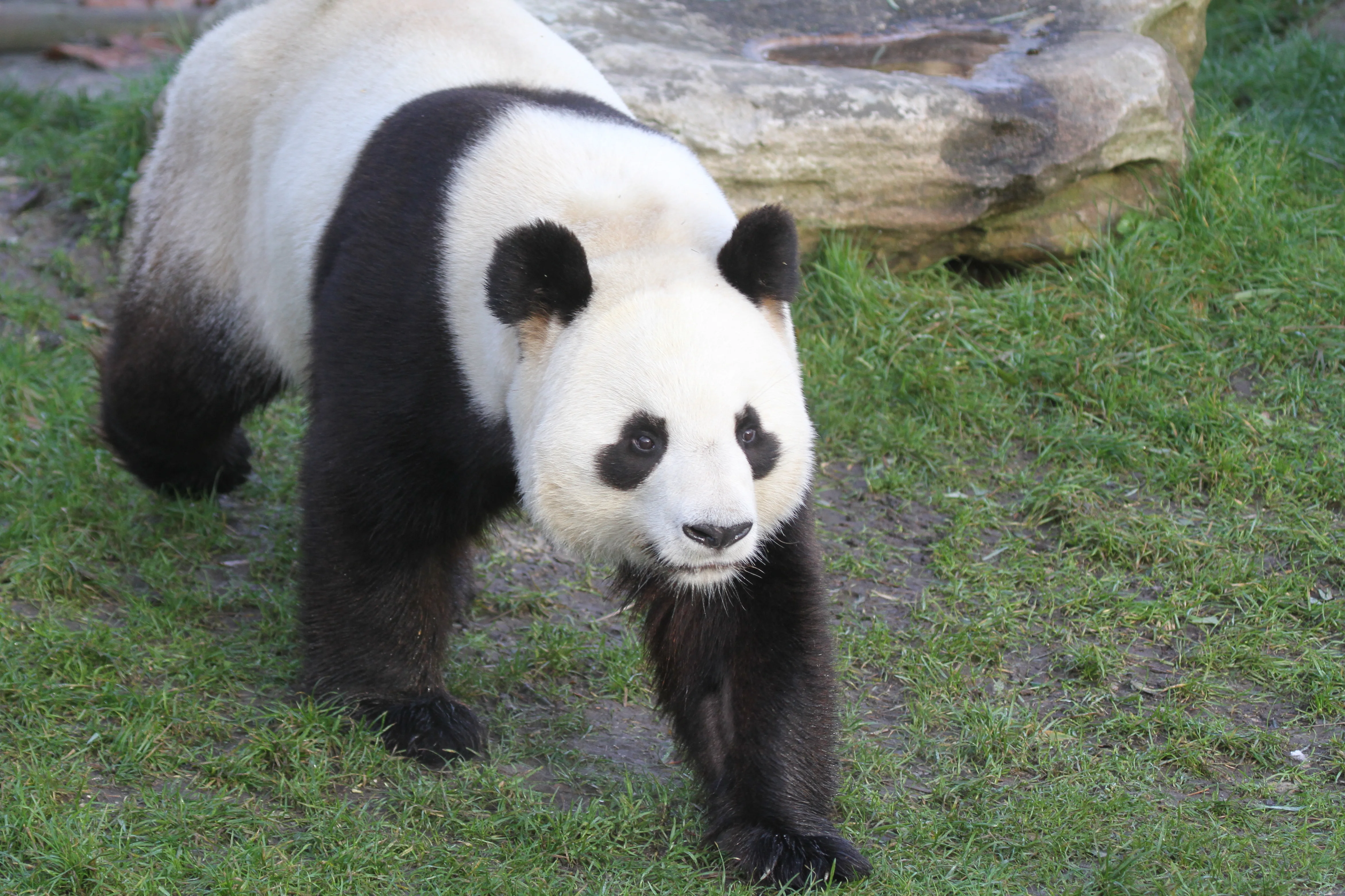ZooParc de Beauval