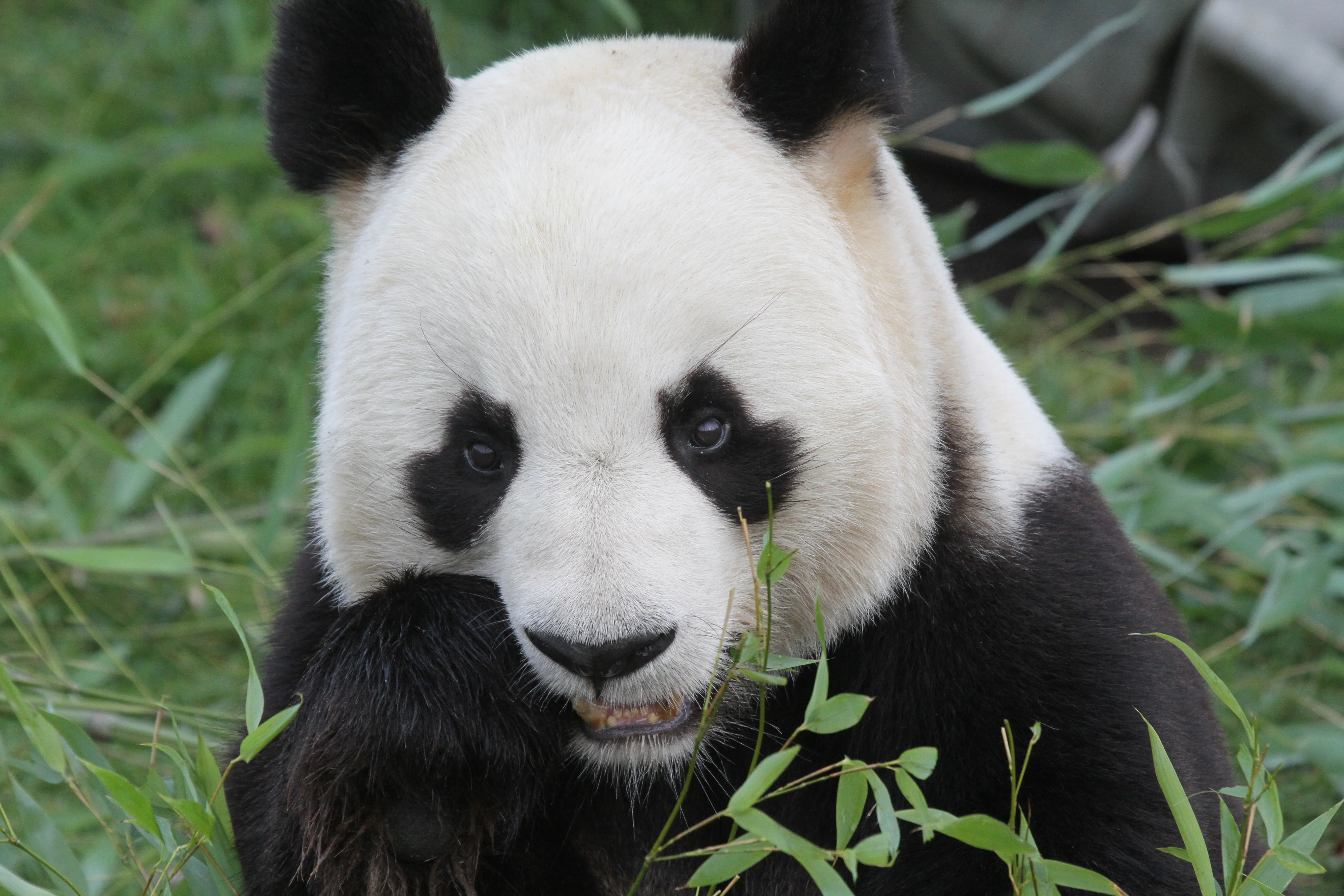ZooParc de Beauval