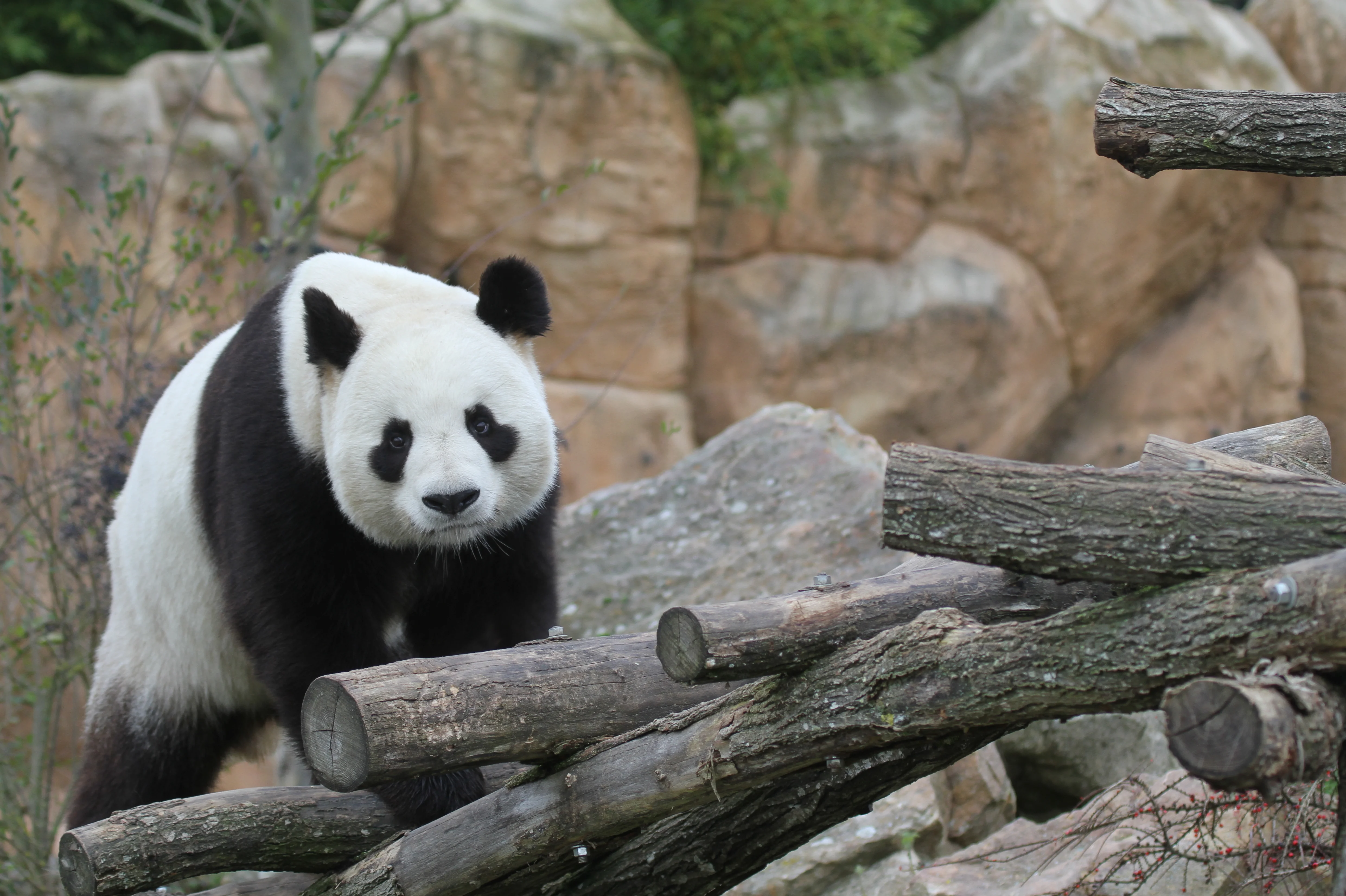 ZooParc de Beauval