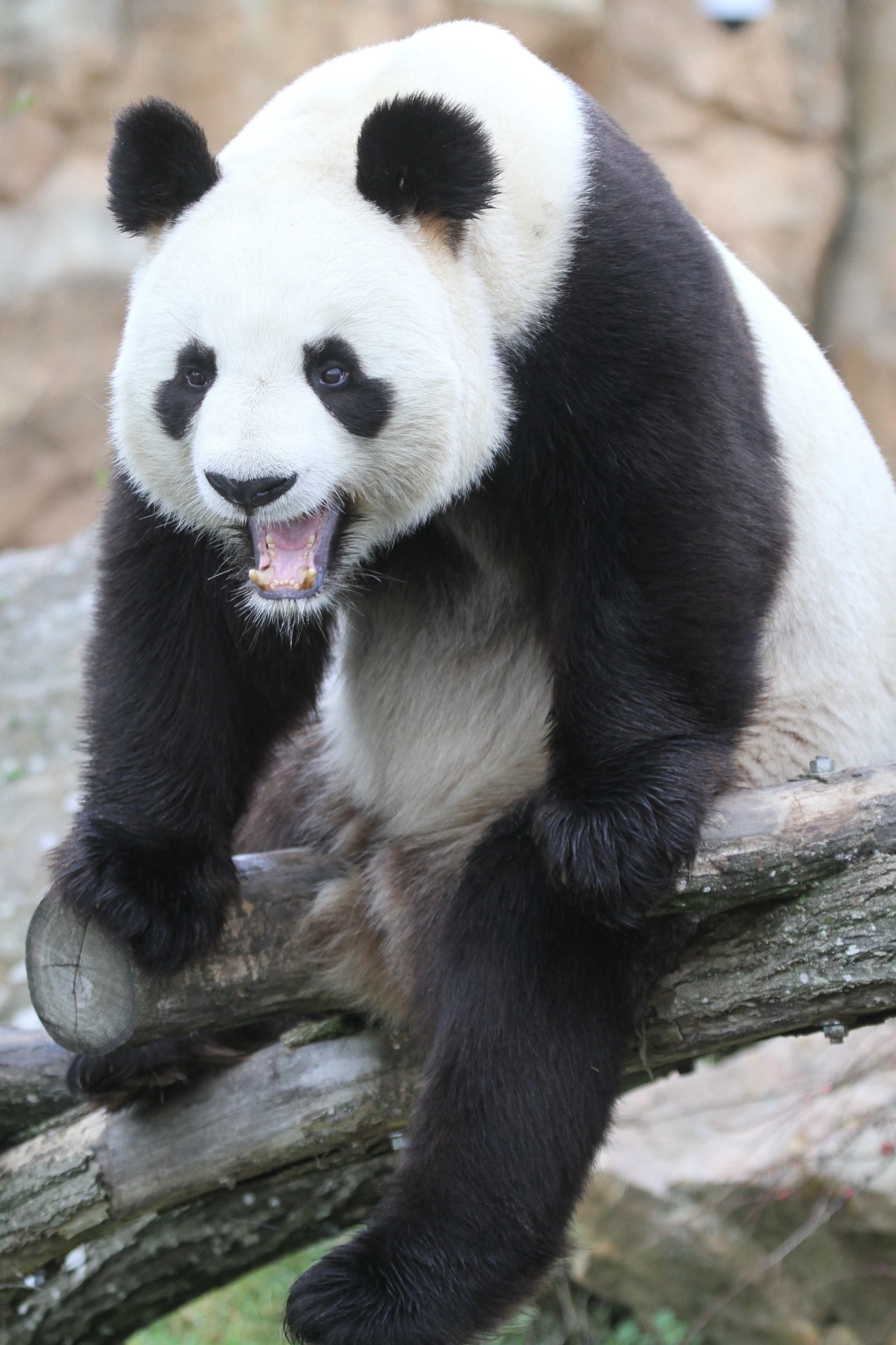 ZooParc de Beauval