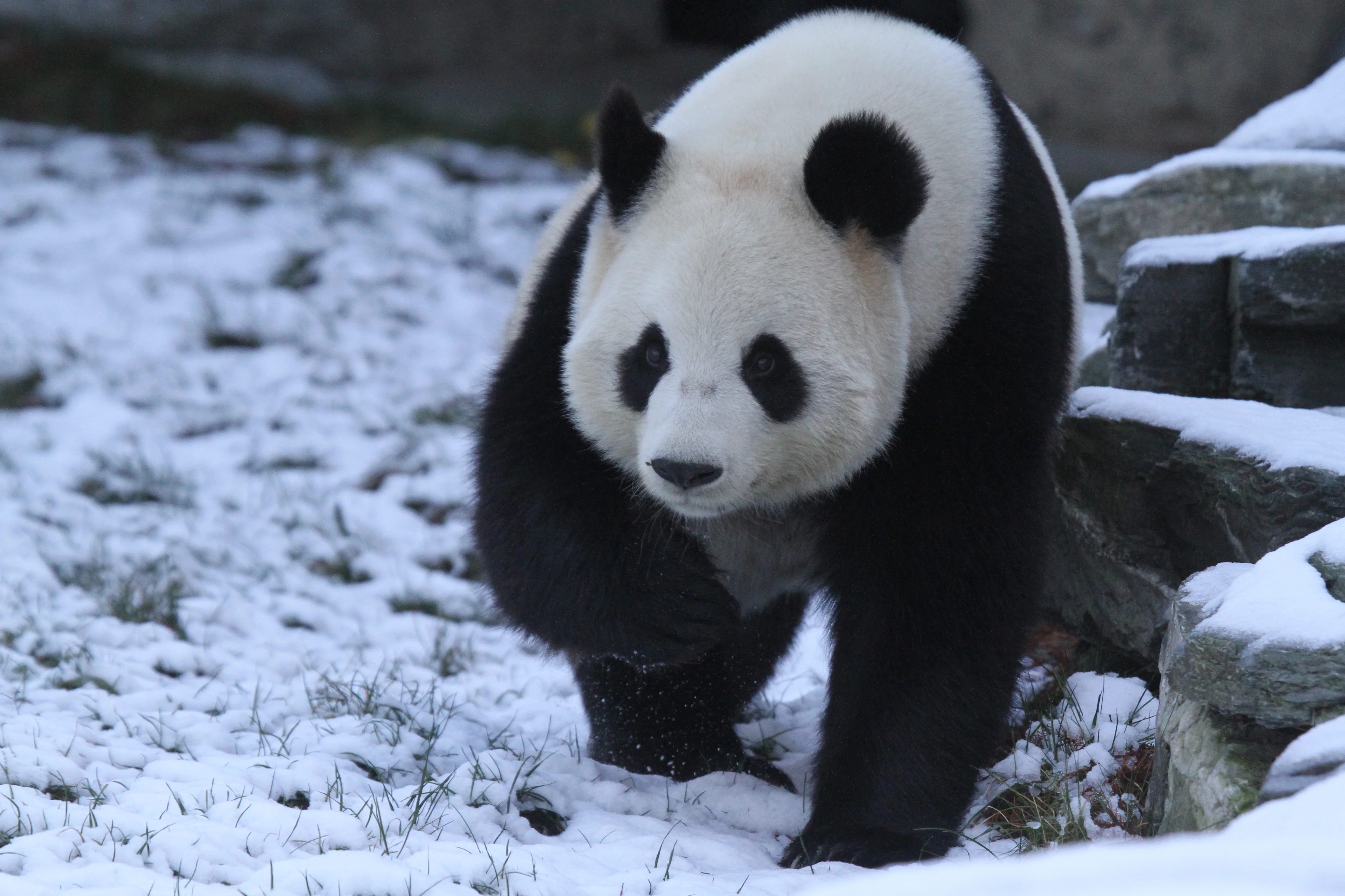 Pairi Daiza