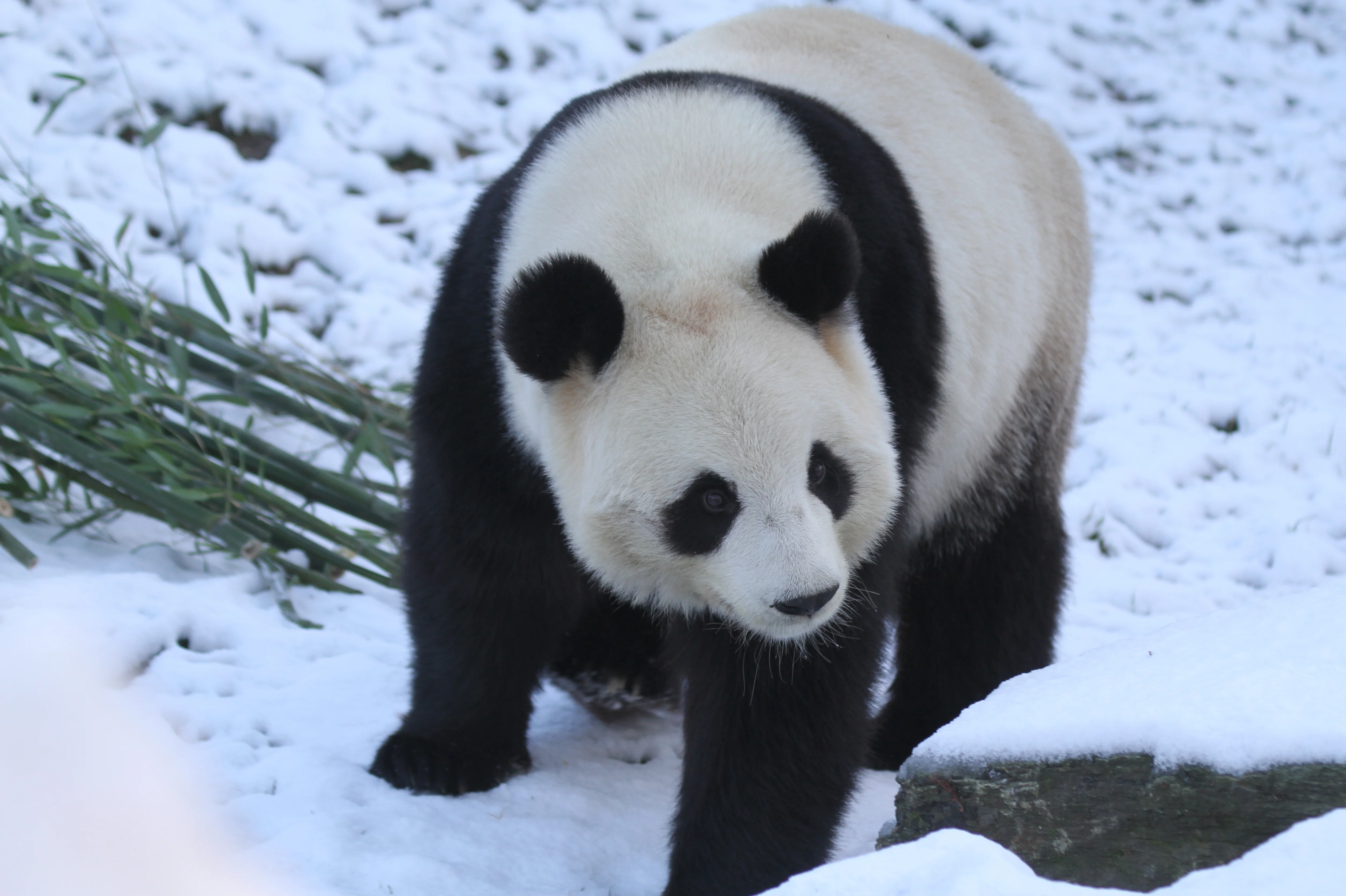 Pairi Daiza