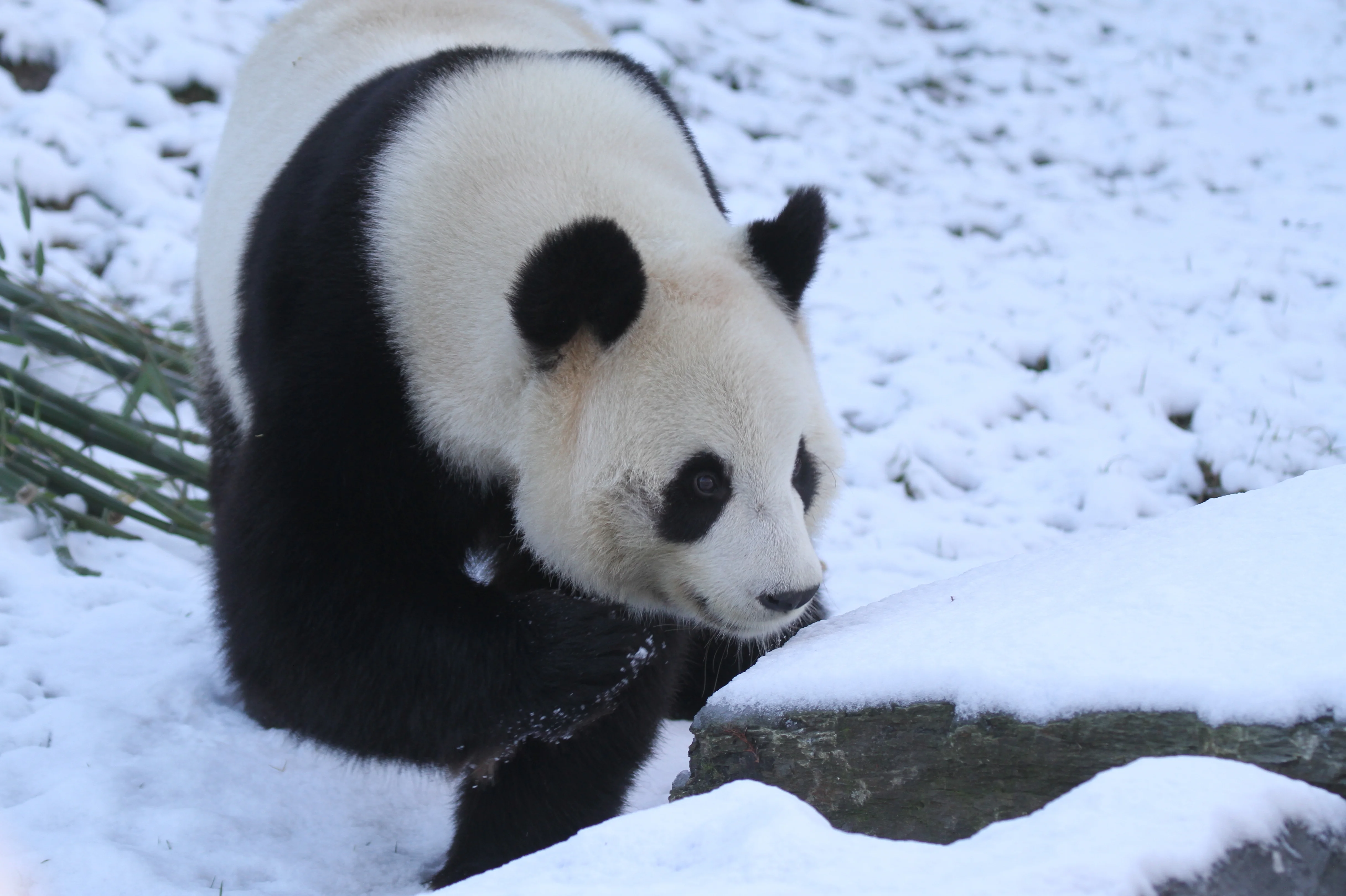 Pairi Daiza