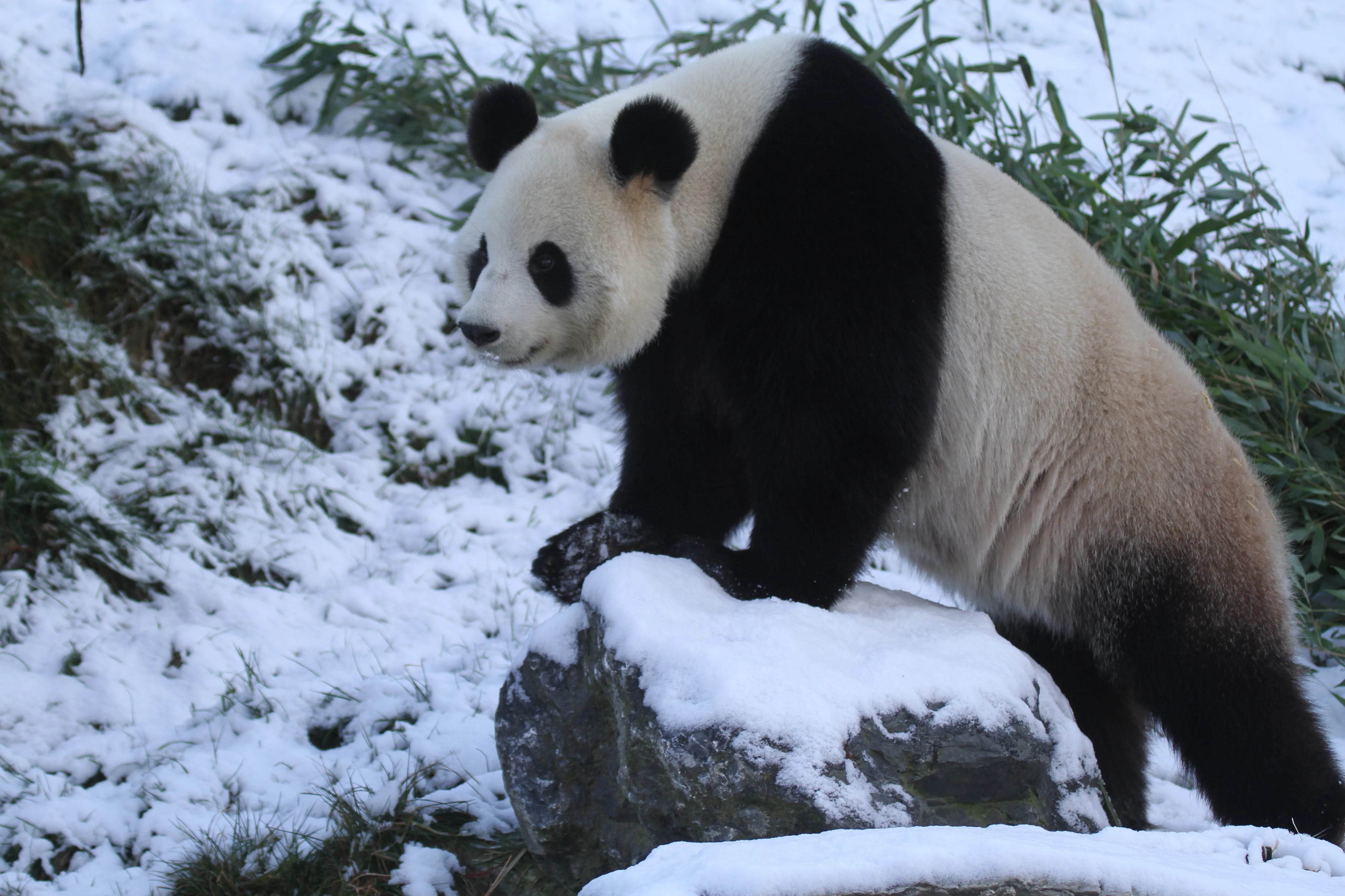 Pairi Daiza