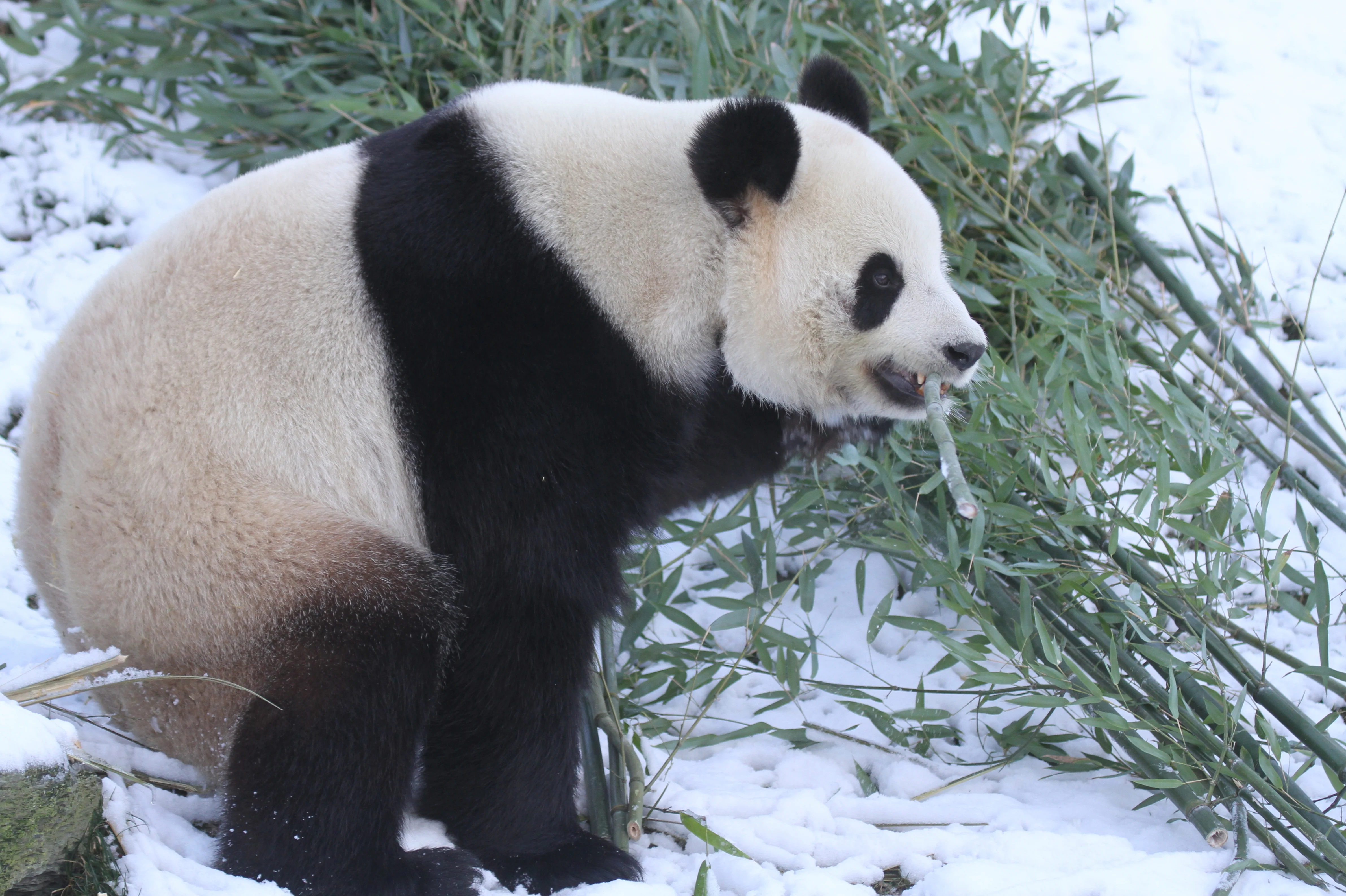 Pairi Daiza