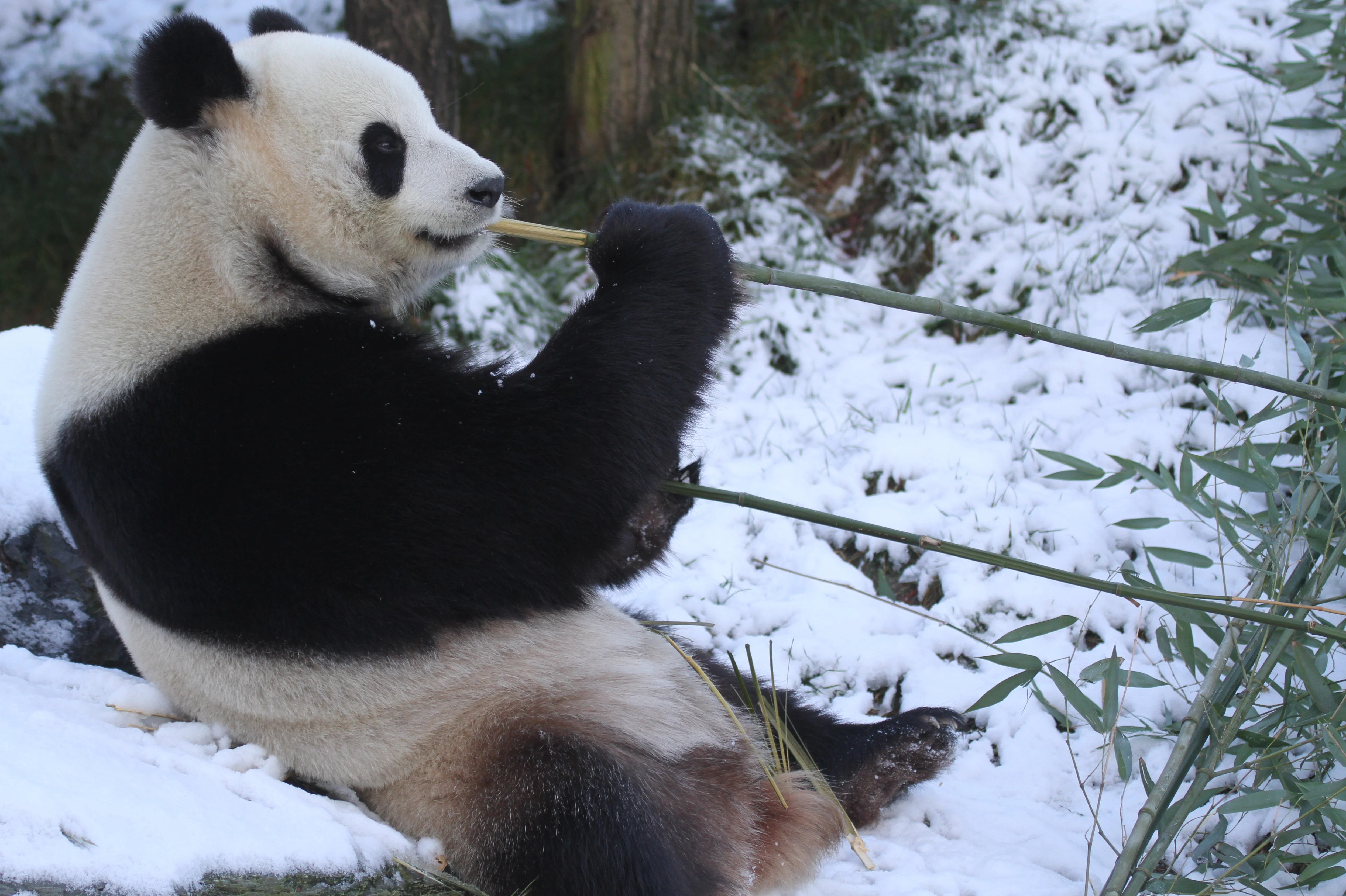 Pairi Daiza