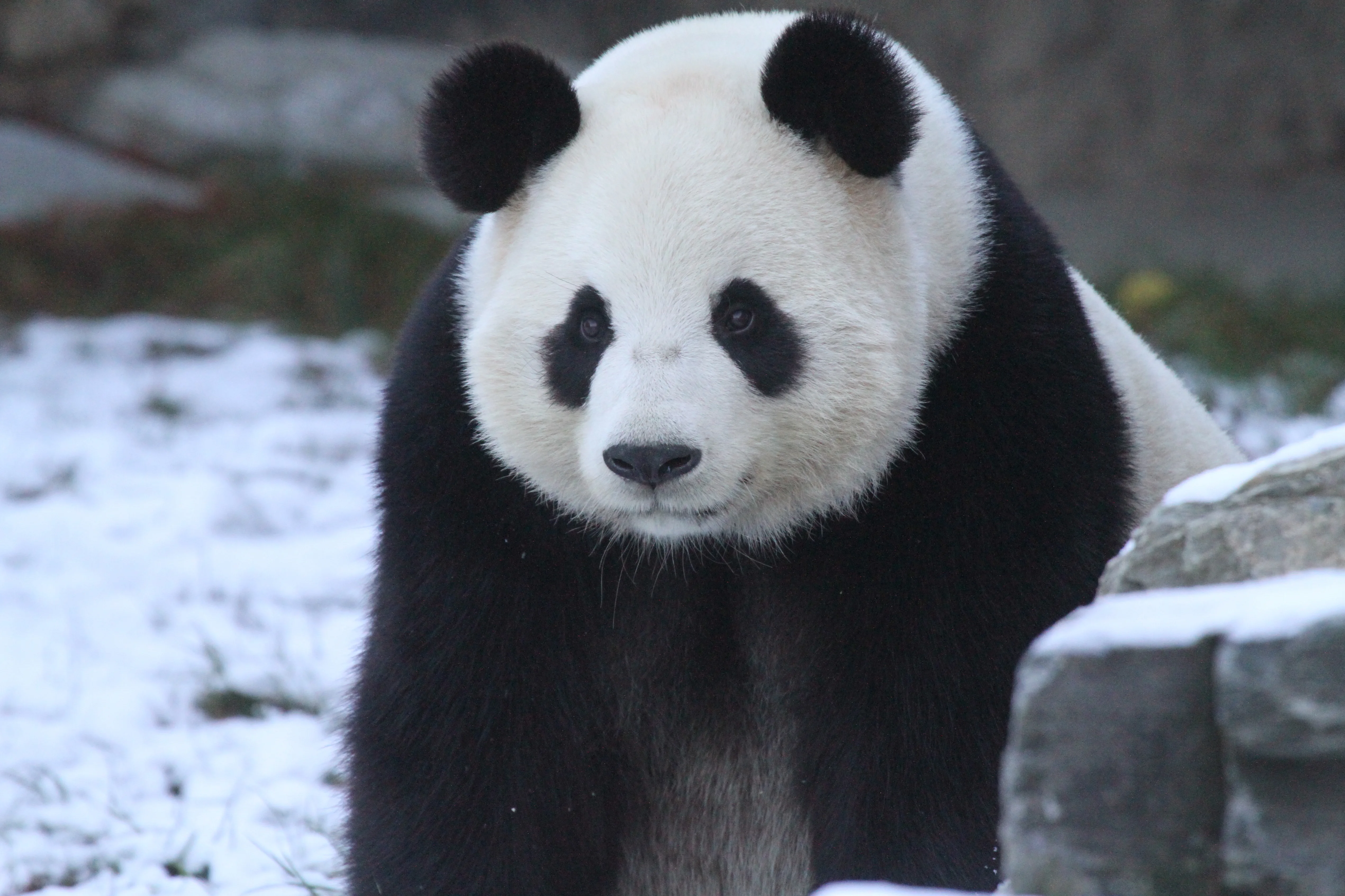 Pairi Daiza