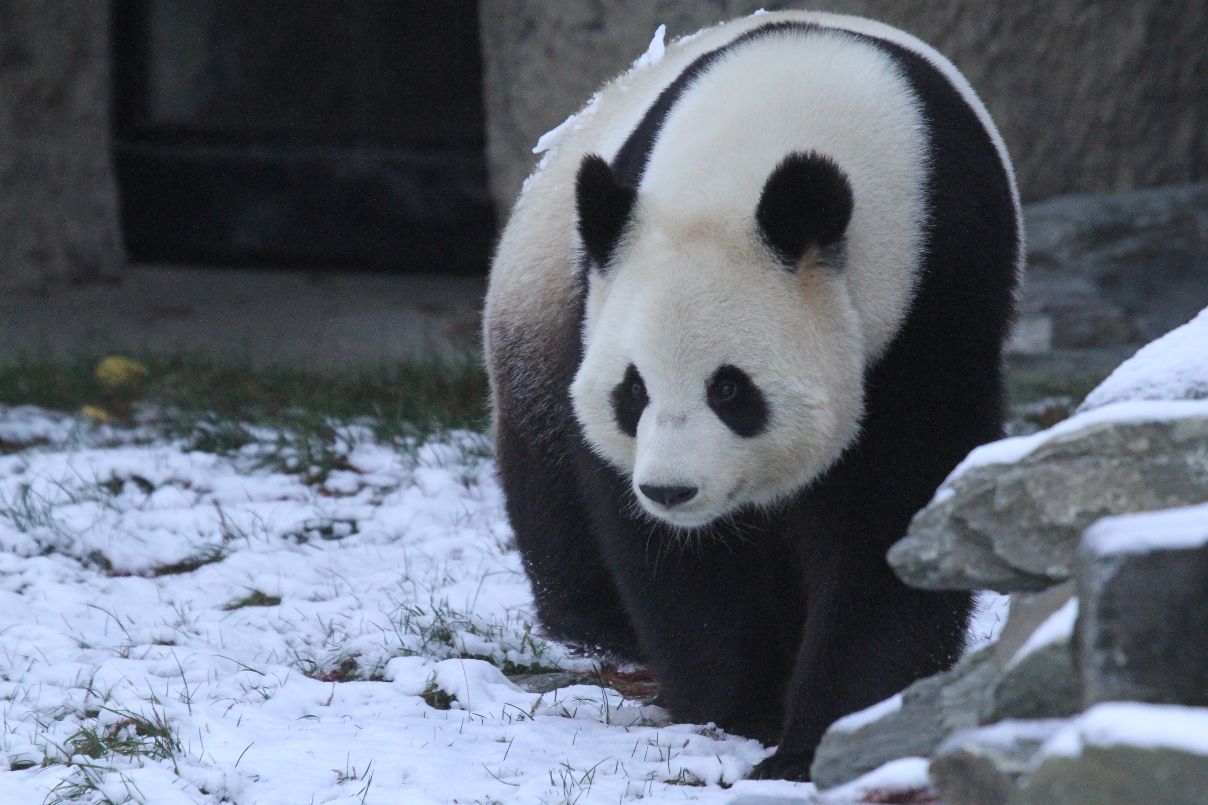 Pairi Daiza