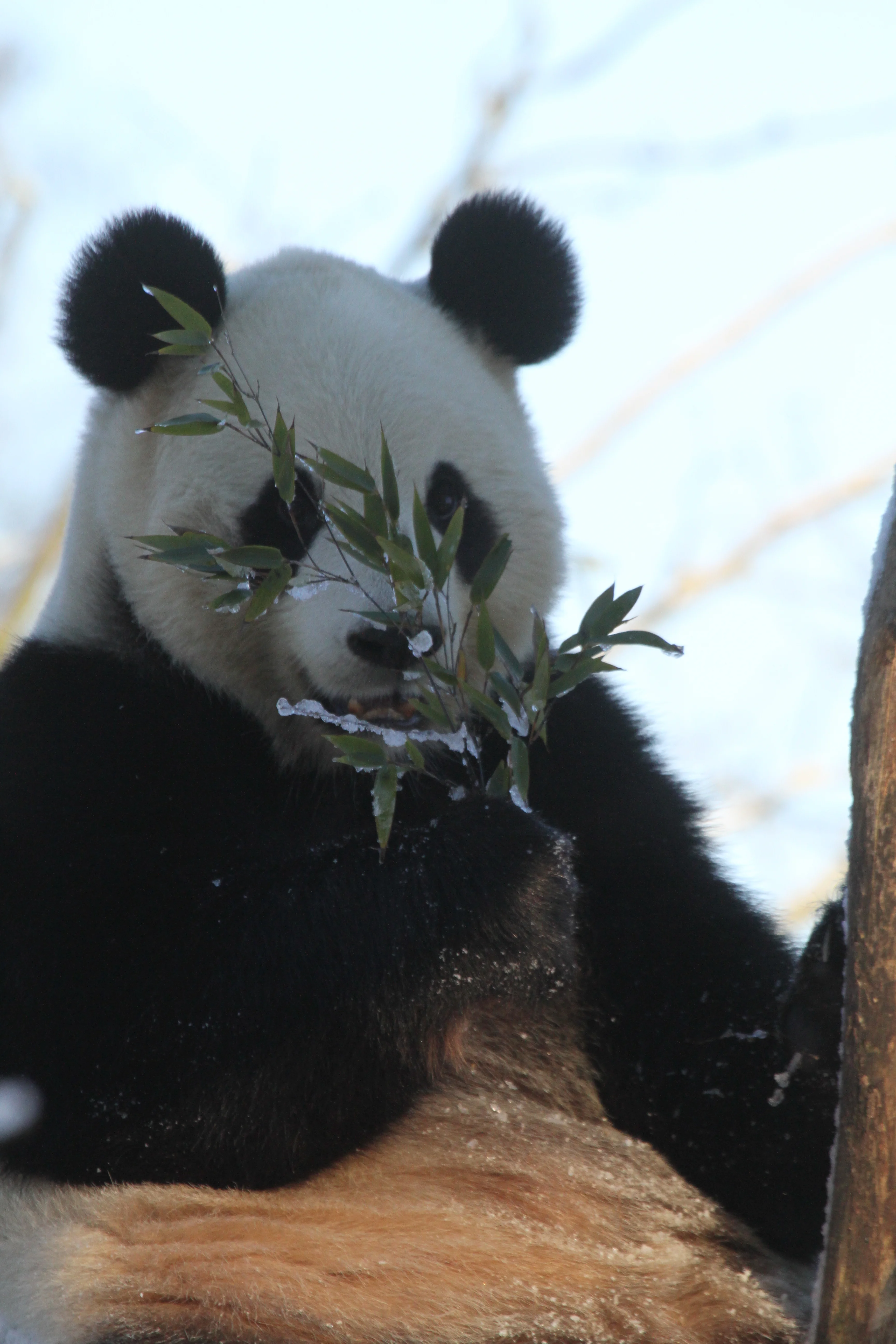 Pairi Daiza