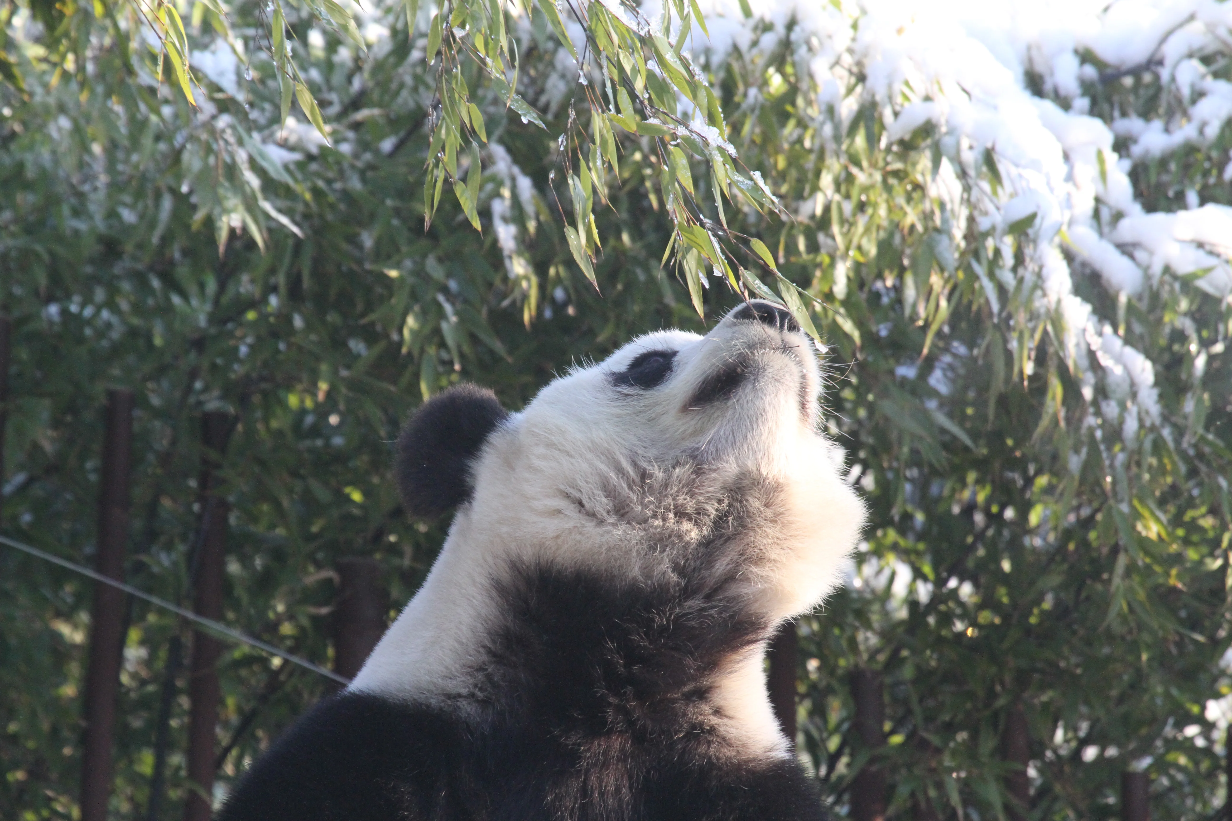 Pairi Daiza