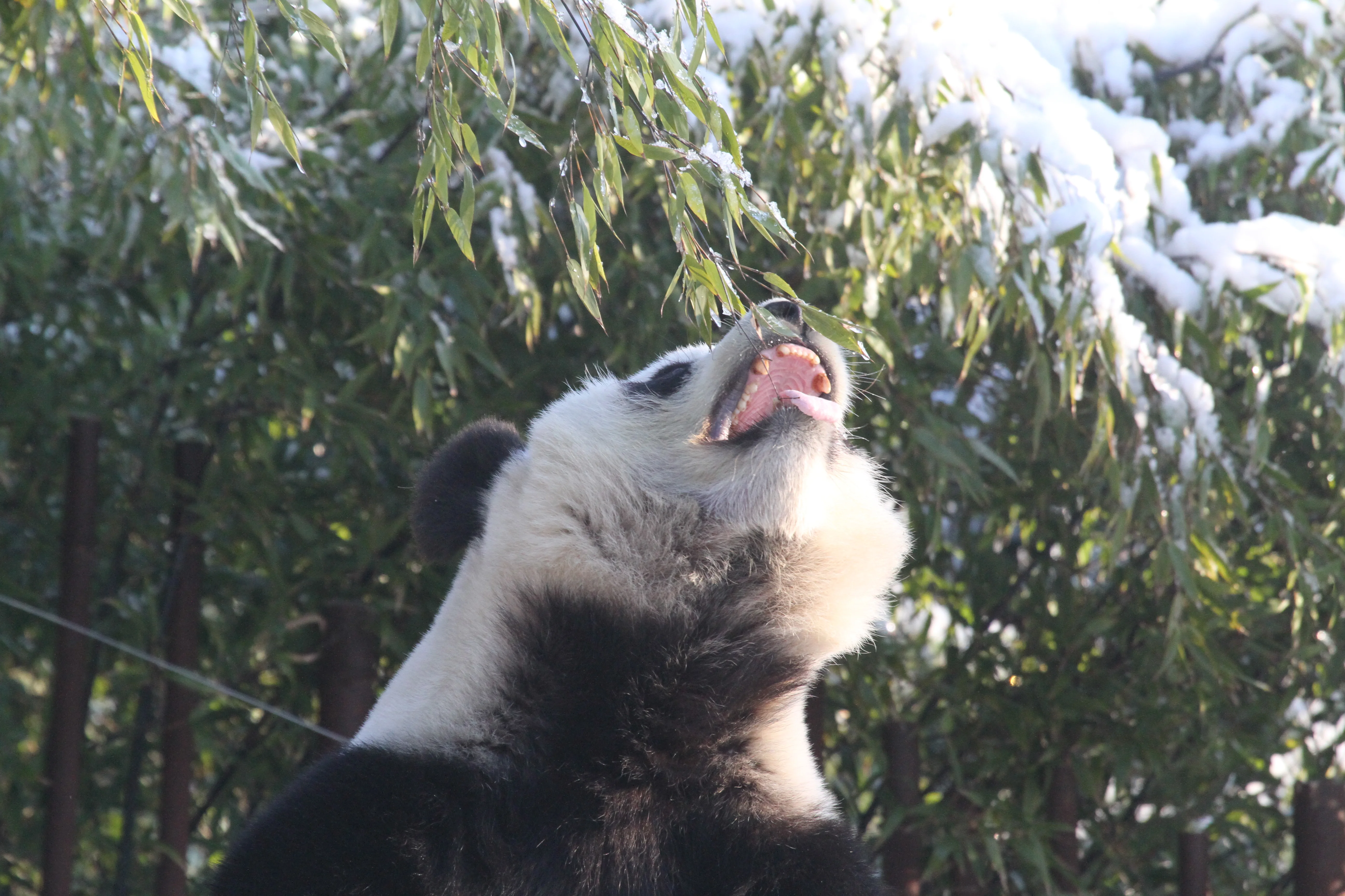 Pairi Daiza
