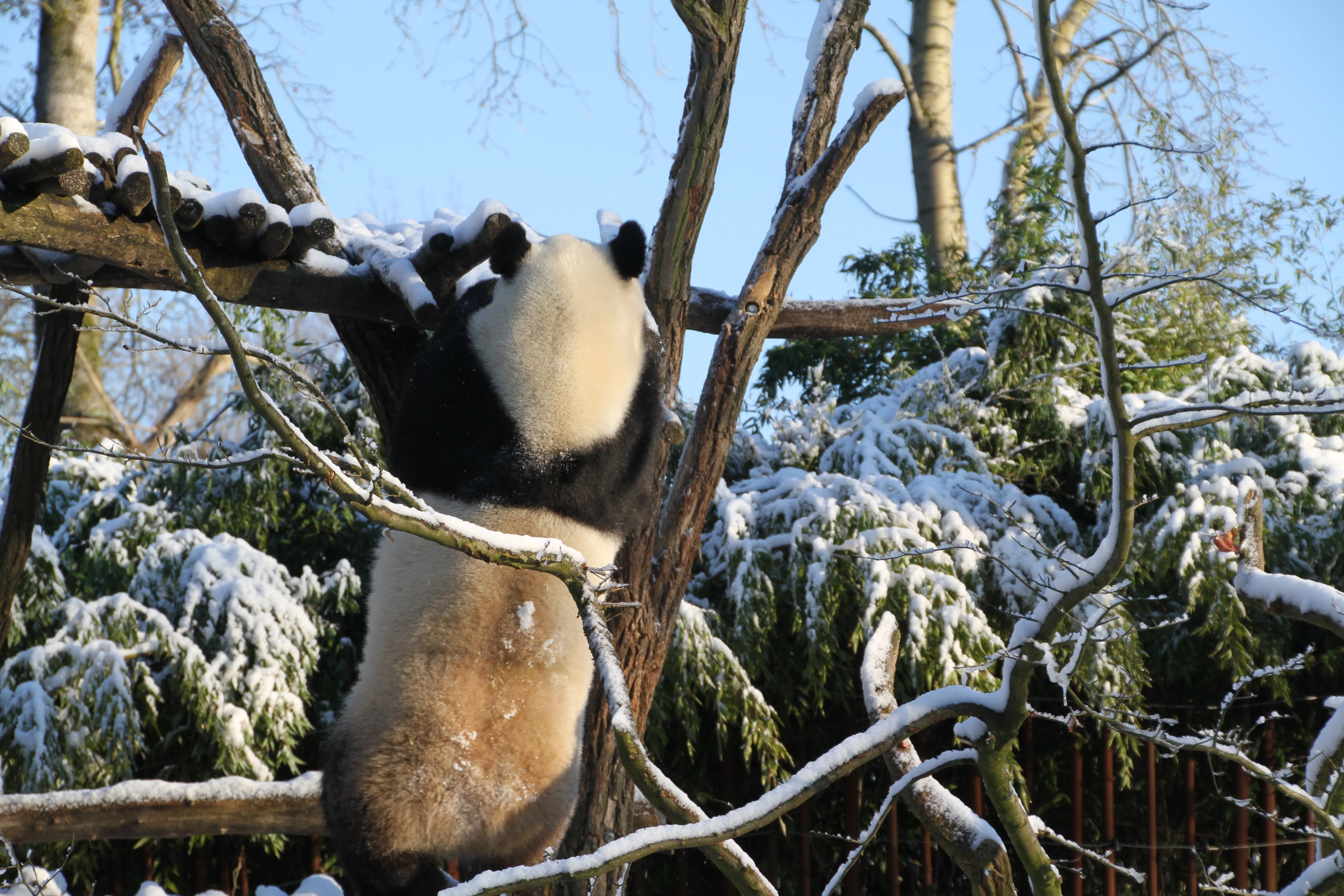 Pairi Daiza