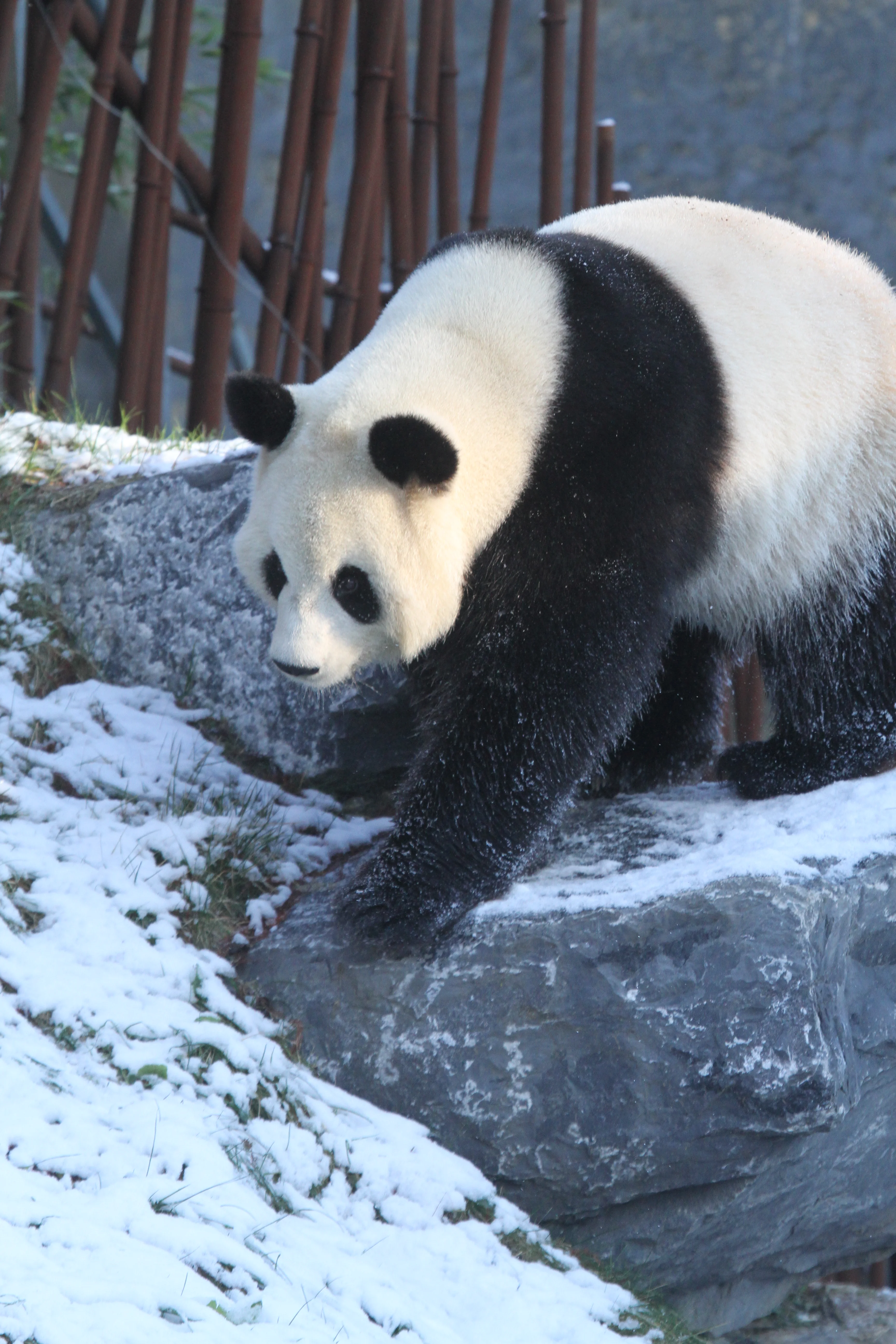 Pairi Daiza