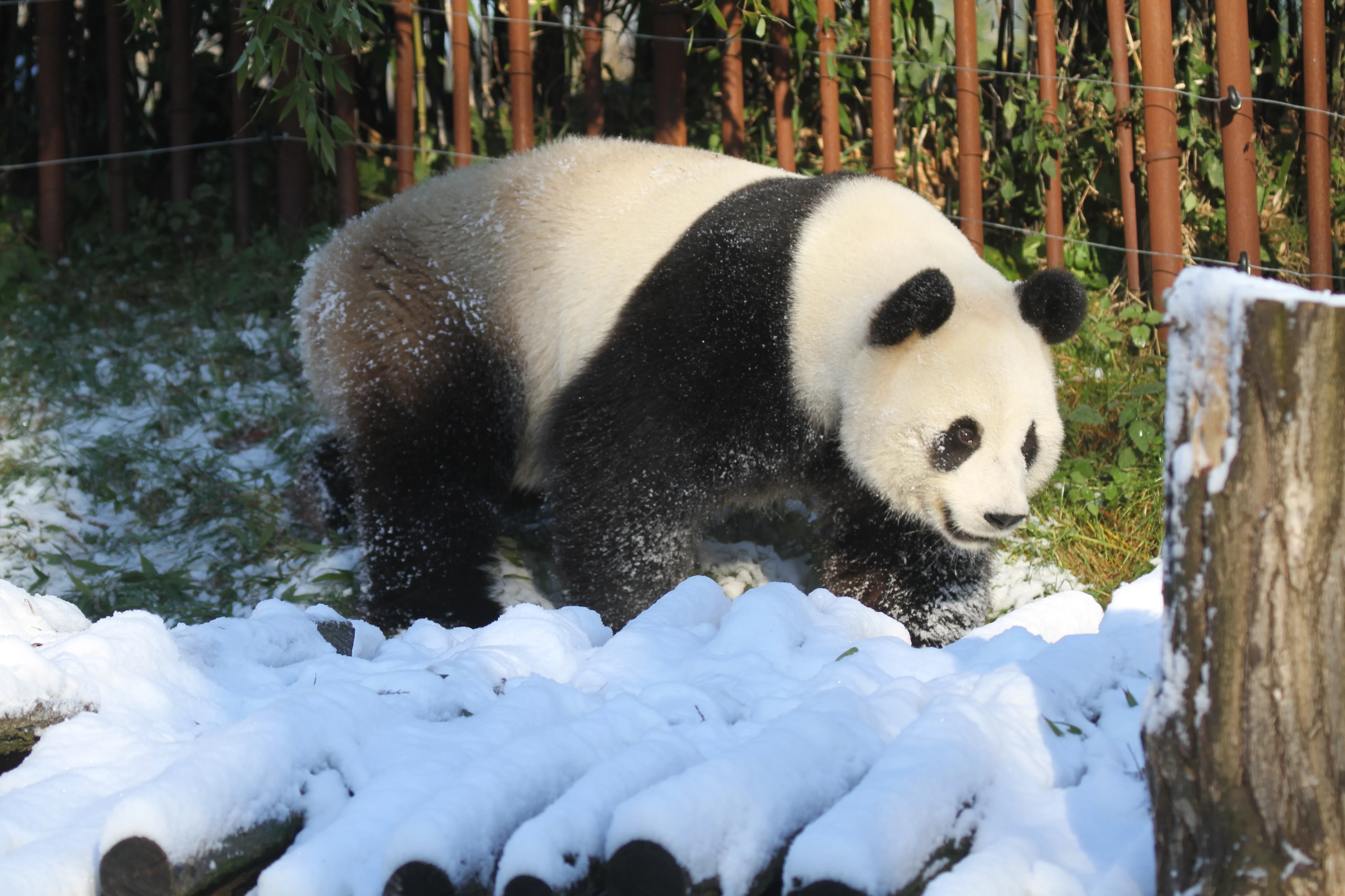 Pairi Daiza