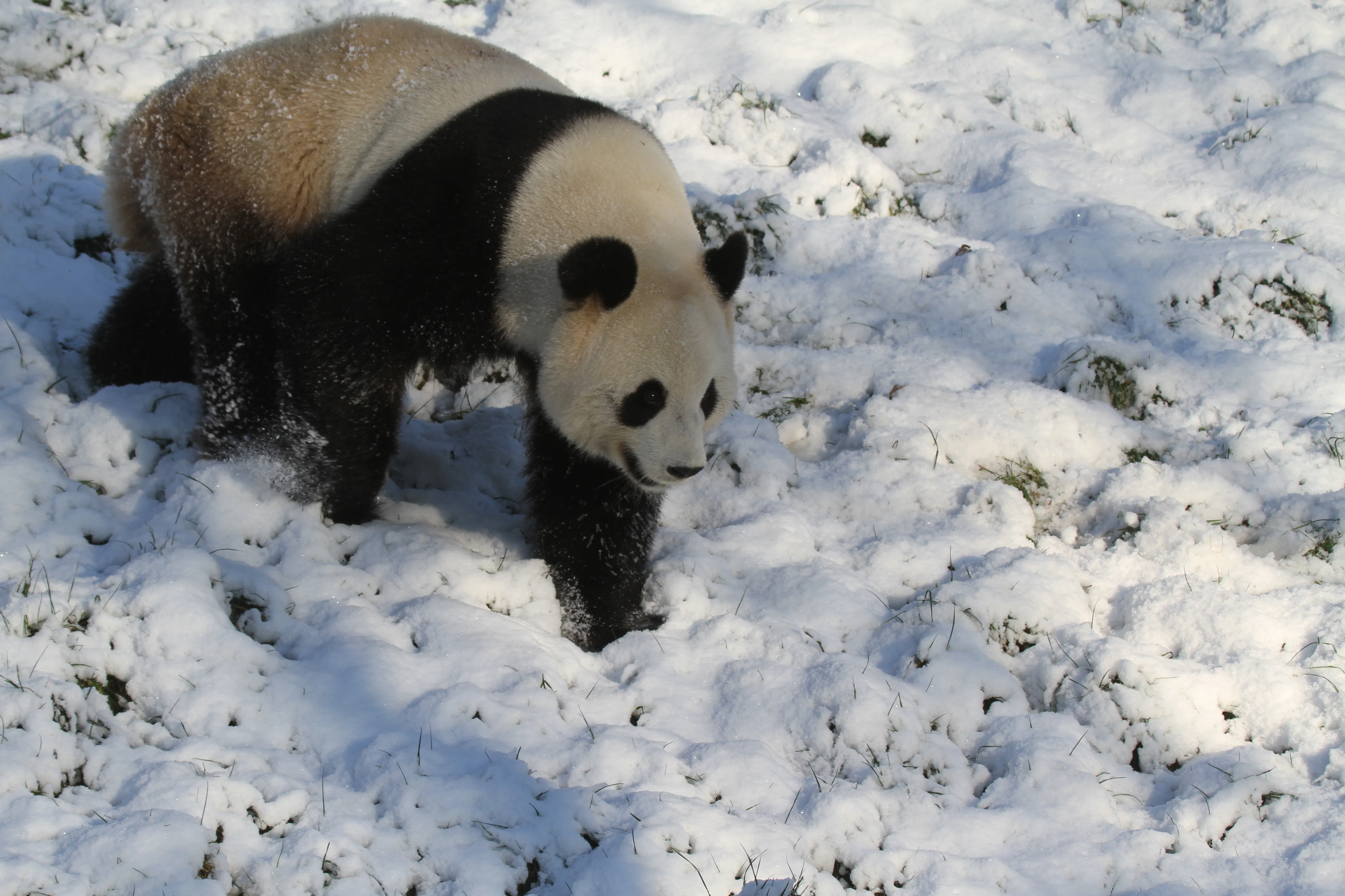 Pairi Daiza