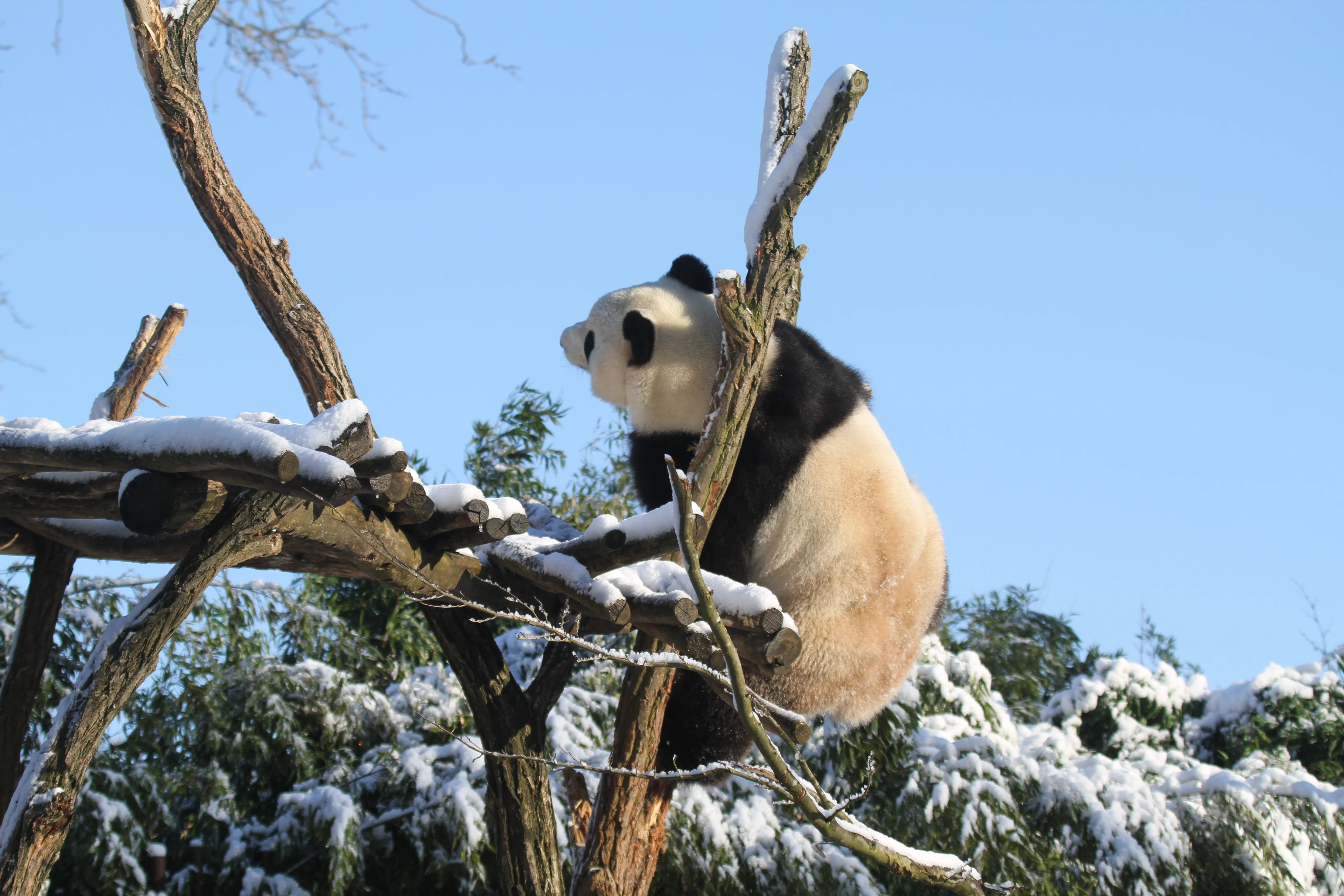 Pairi Daiza