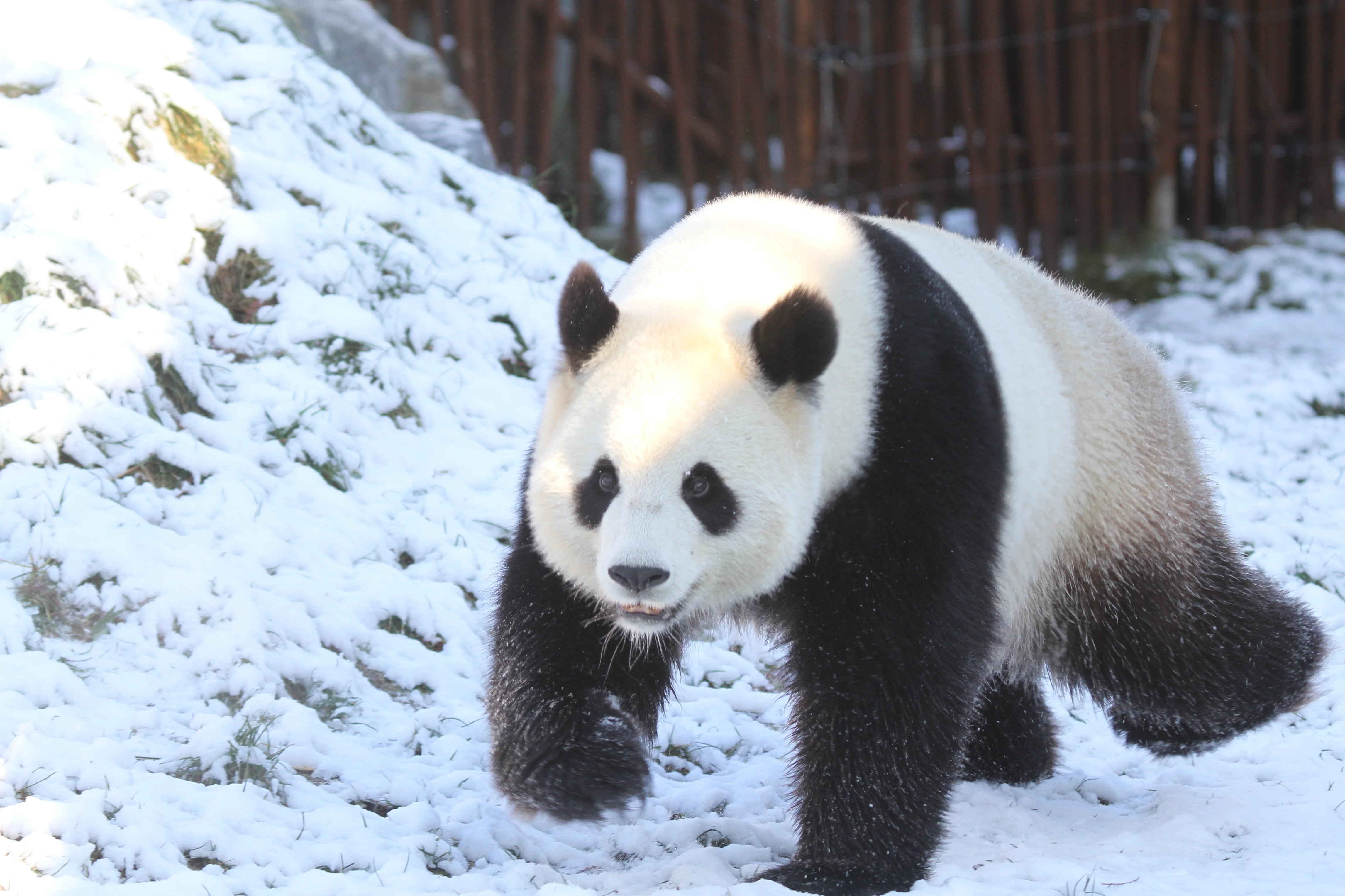 Pairi Daiza