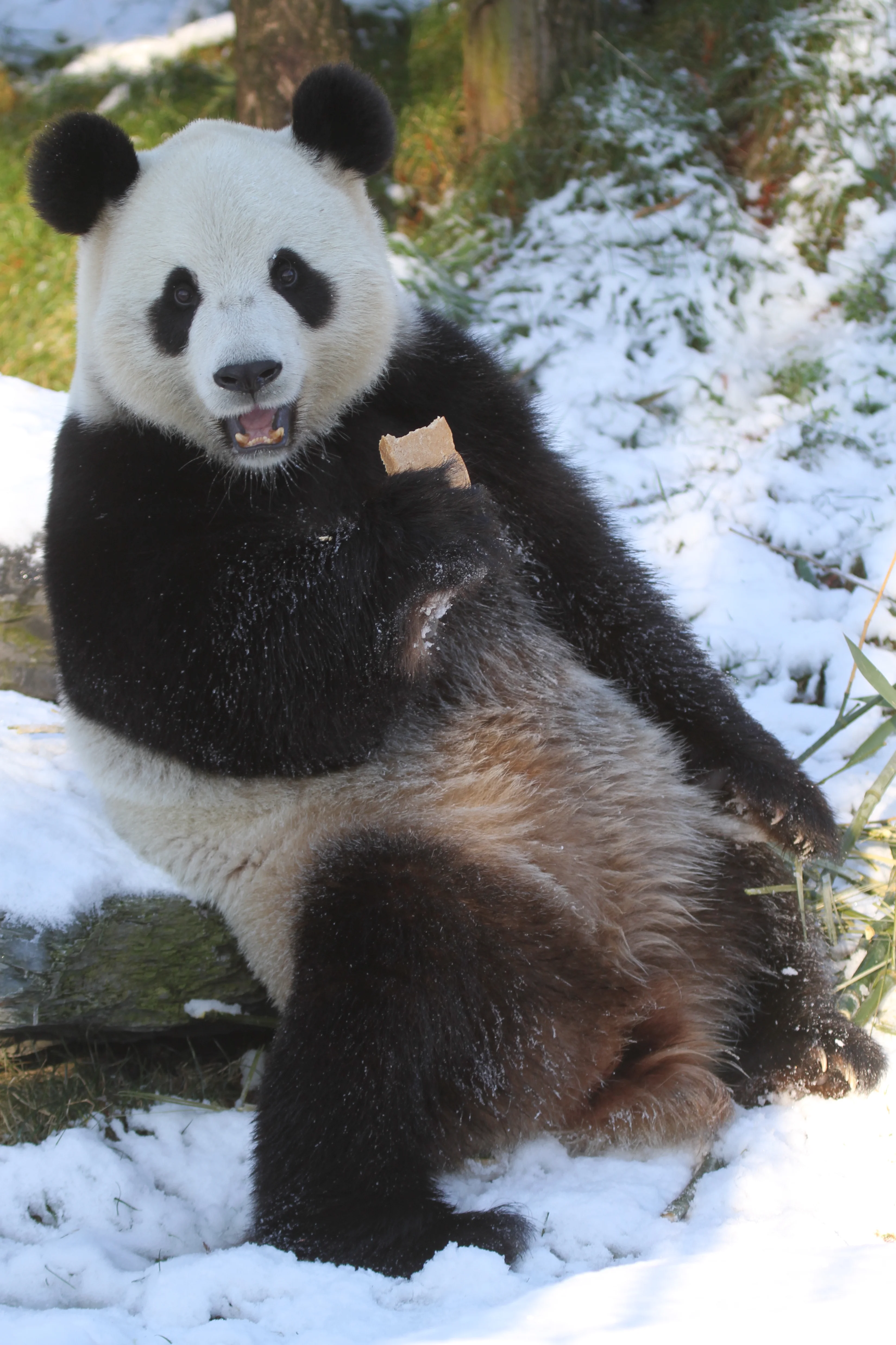 Pairi Daiza