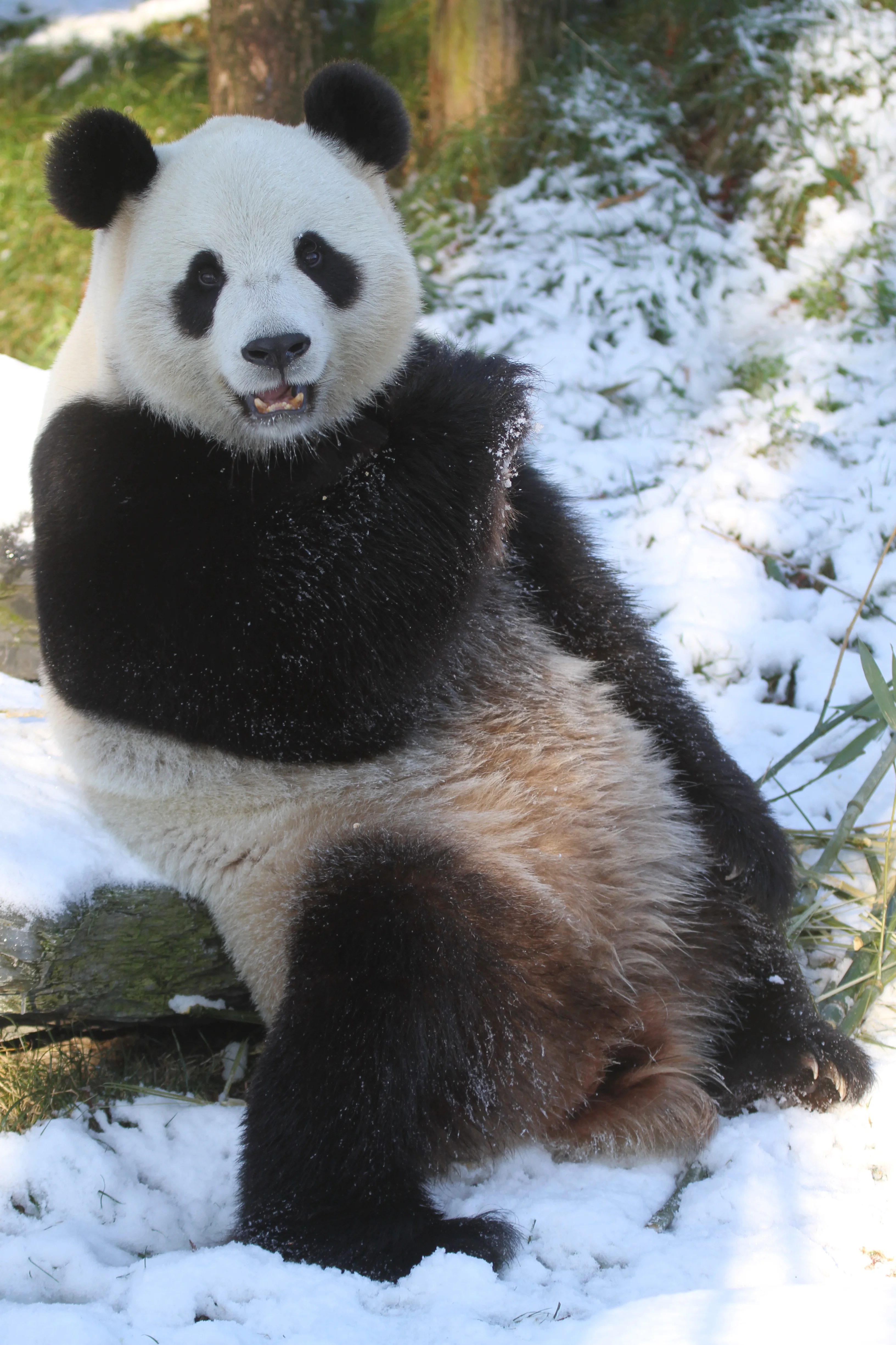 Pairi Daiza
