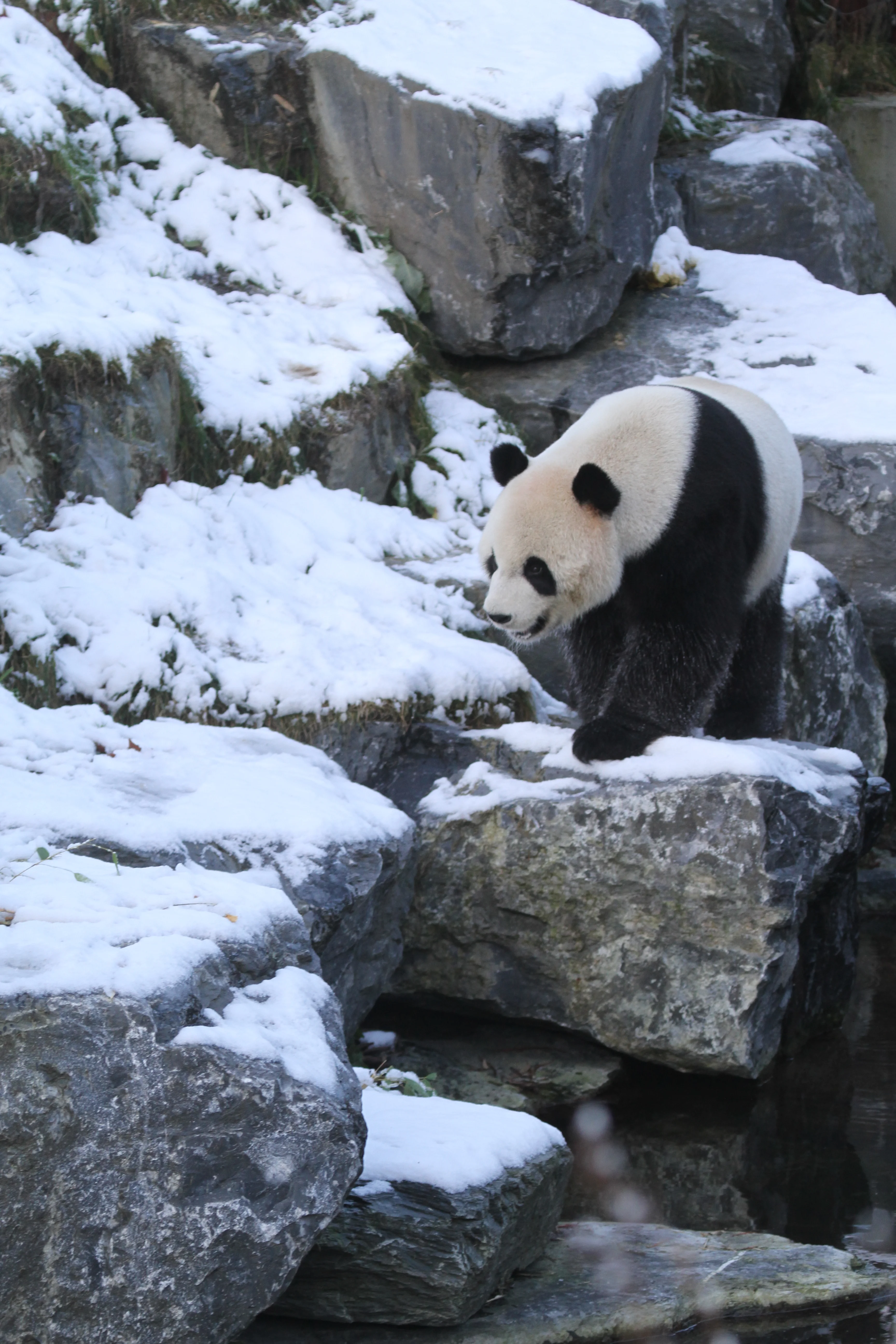 Pairi Daiza