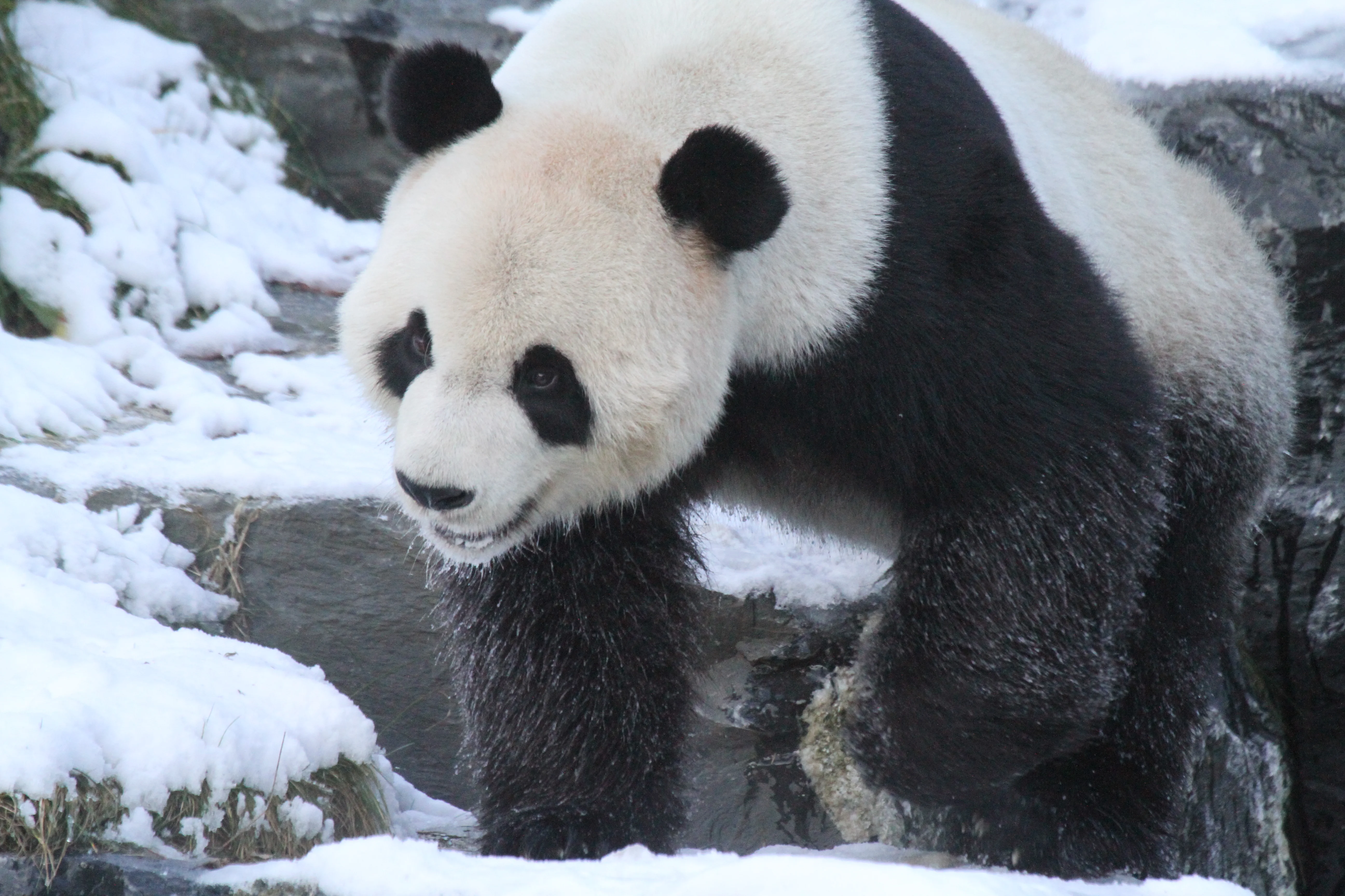 Pairi Daiza