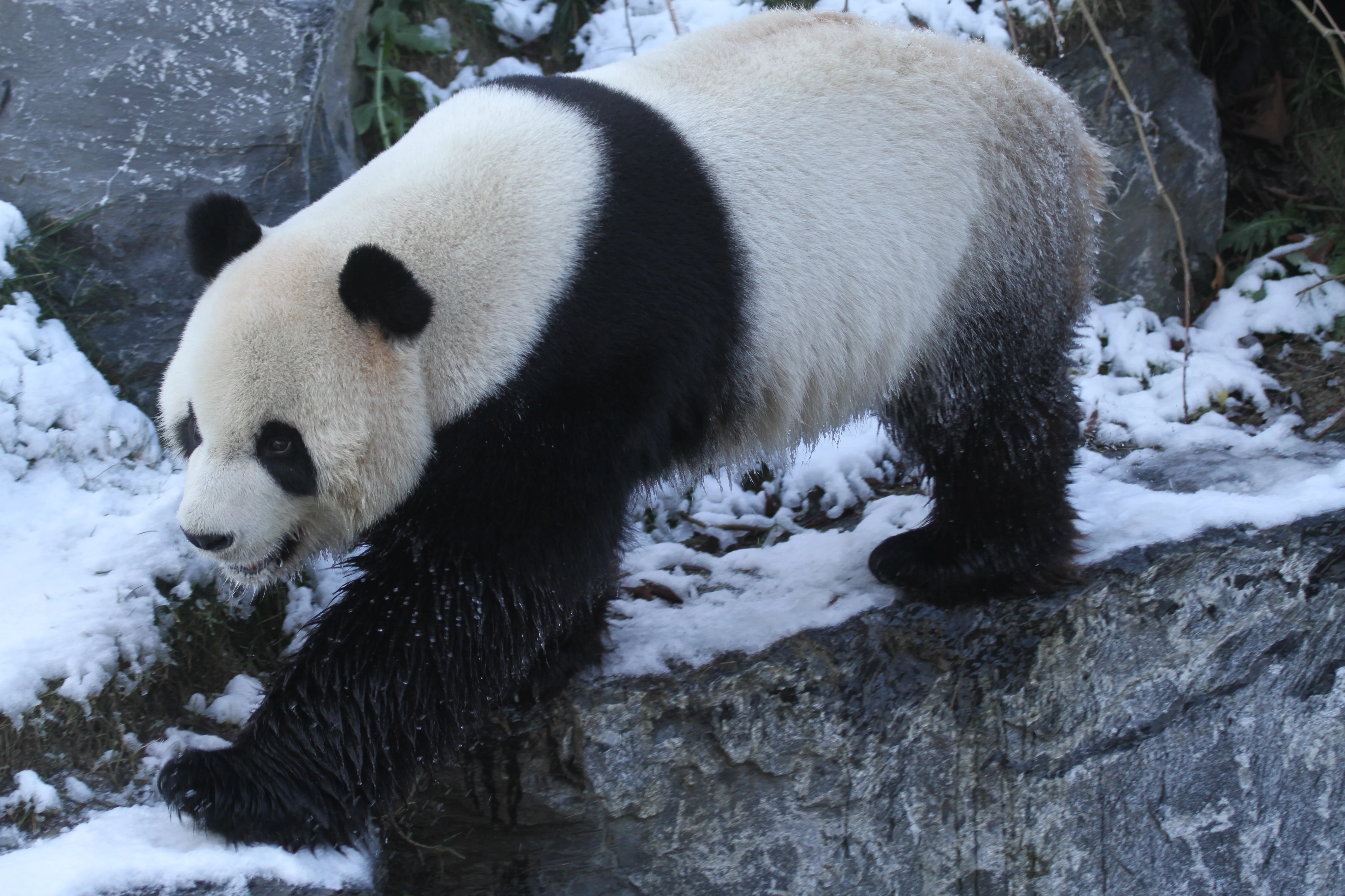 Pairi Daiza