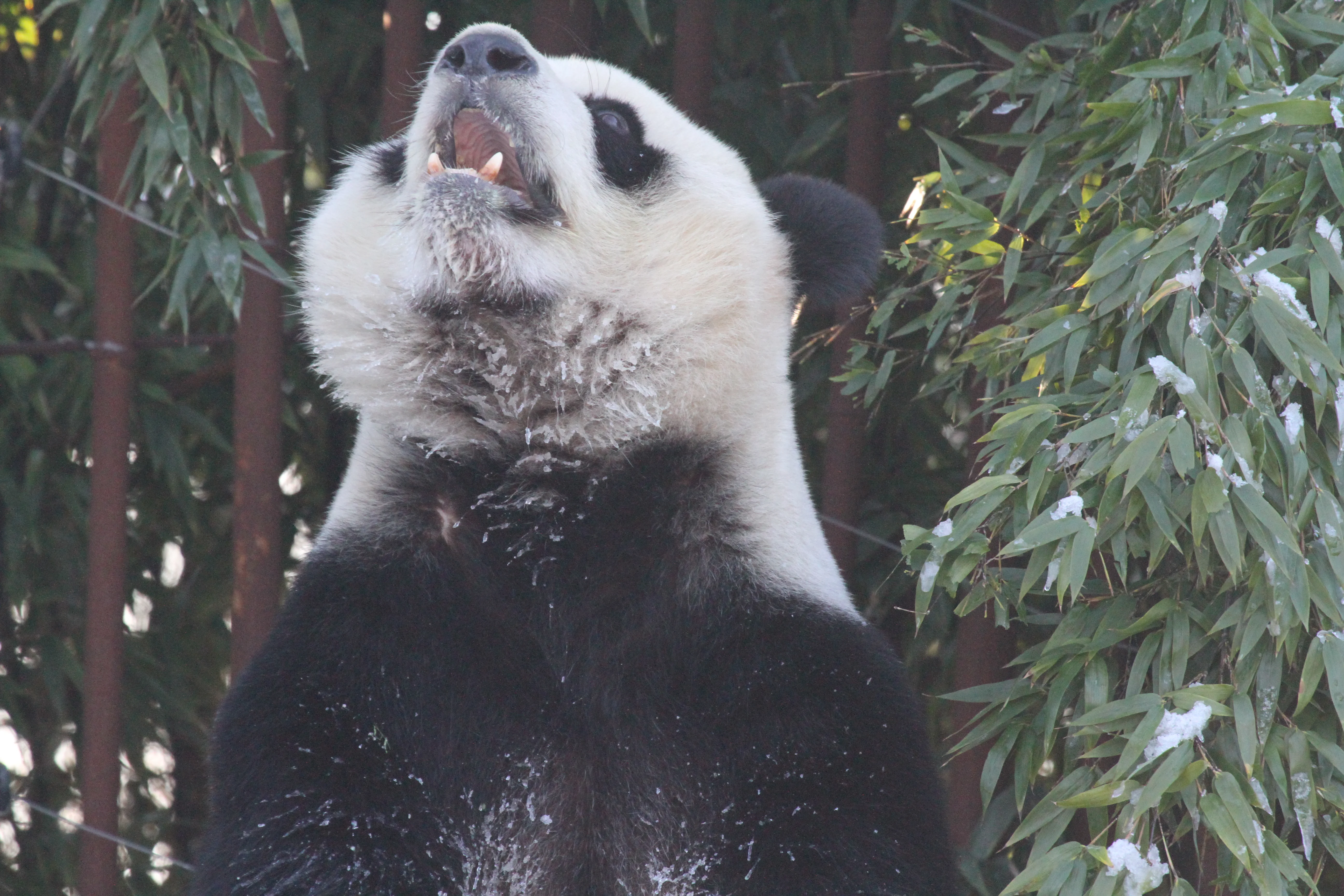 Pairi Daiza