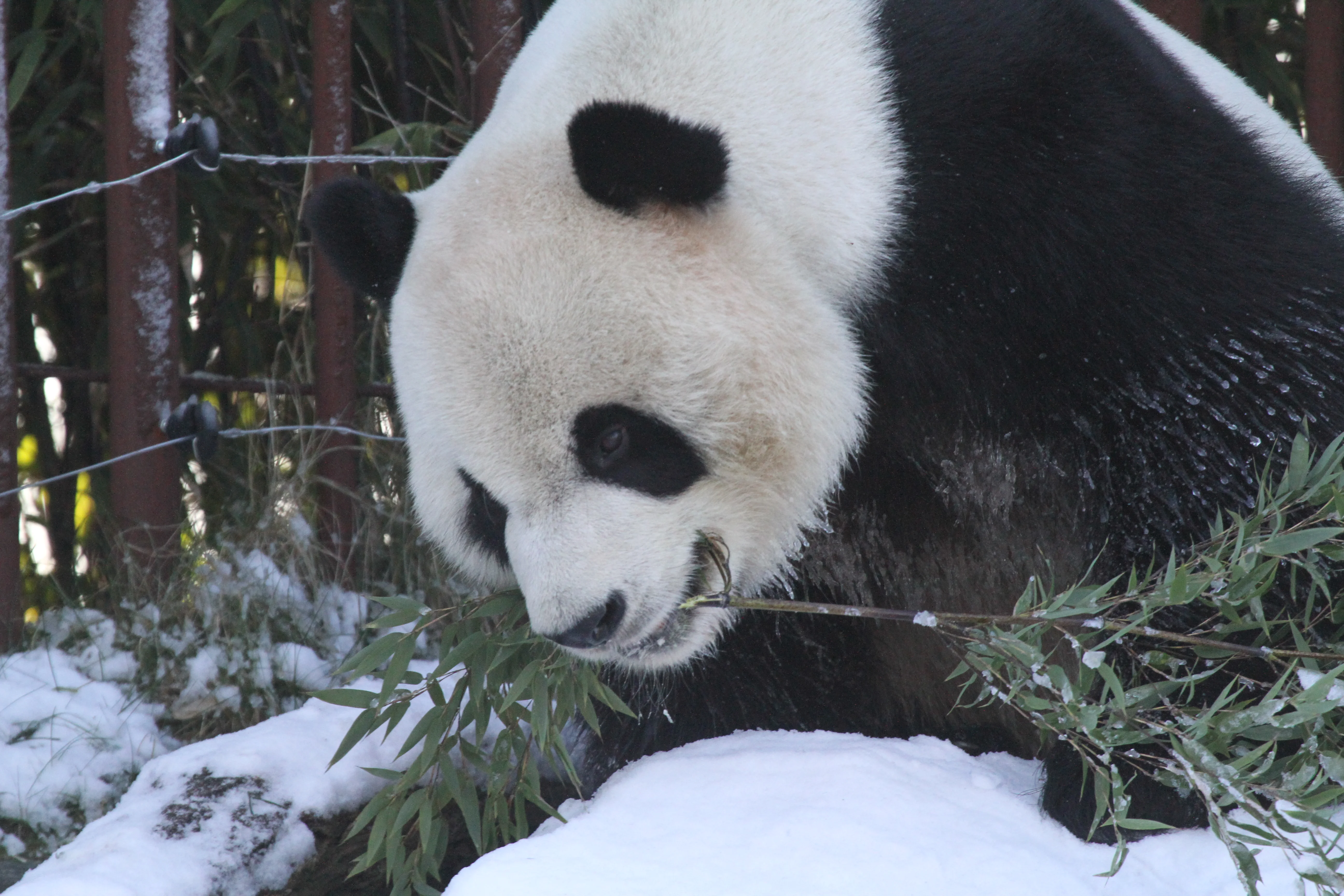 Pairi Daiza