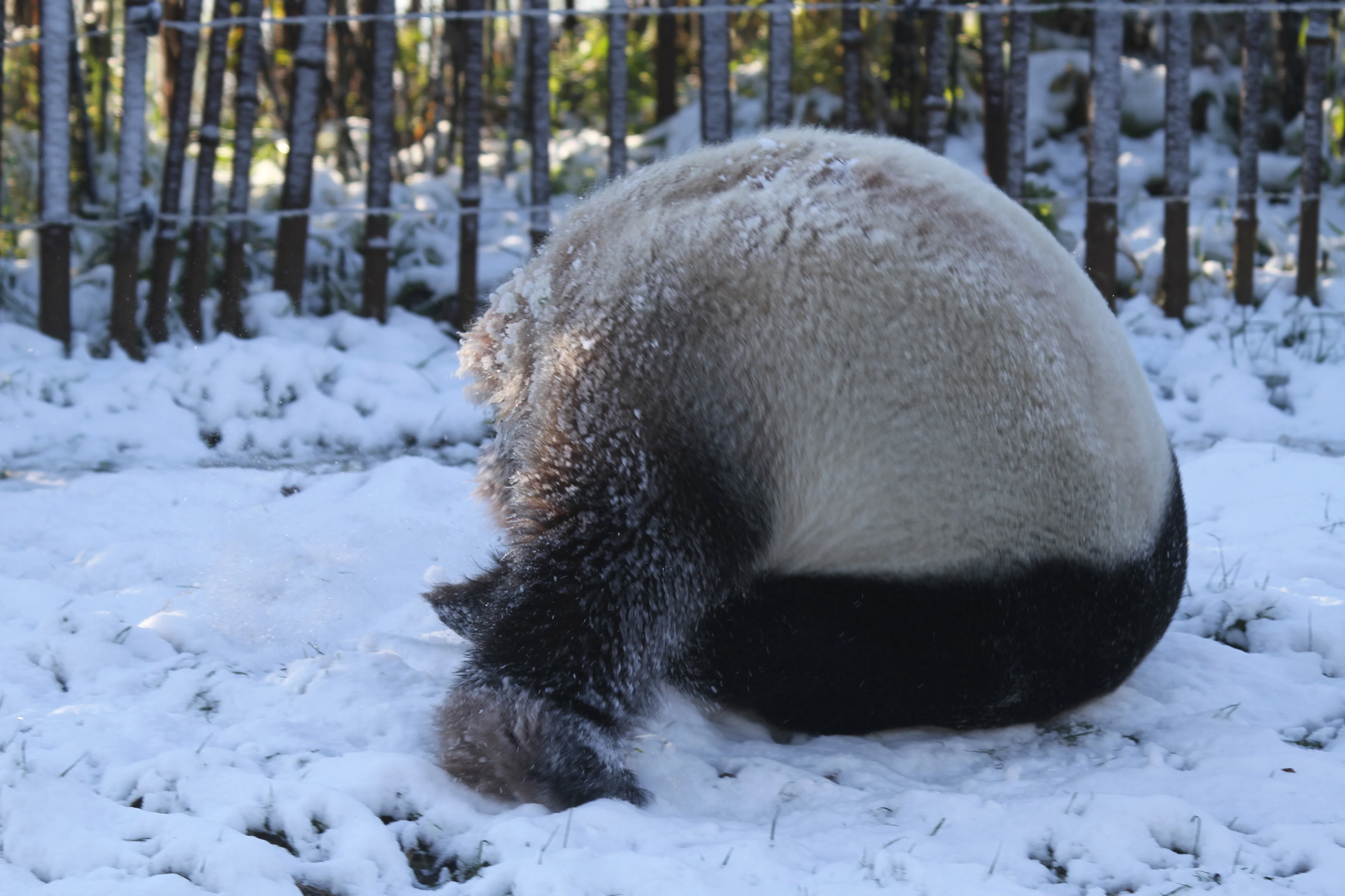 Pairi Daiza