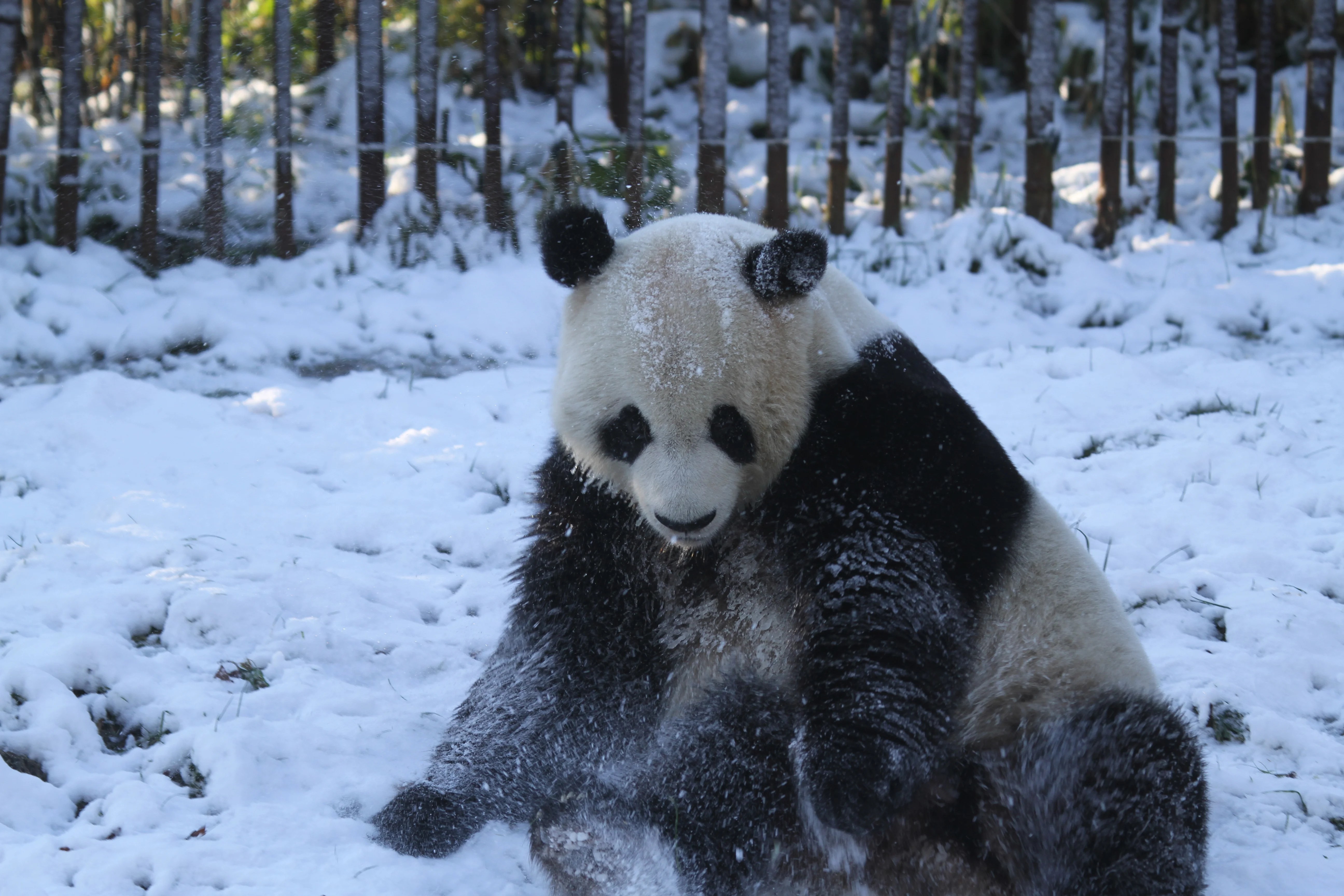 Pairi Daiza