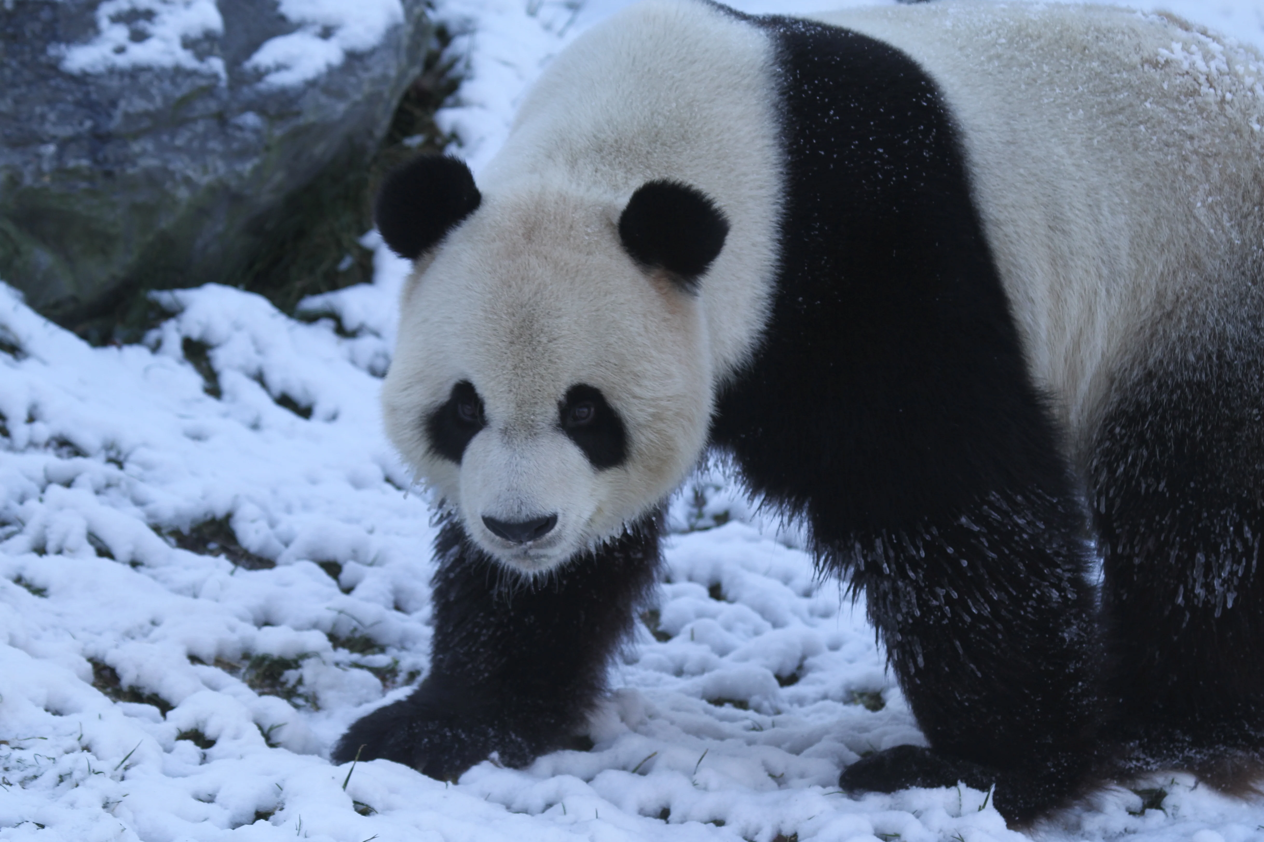 Pairi Daiza