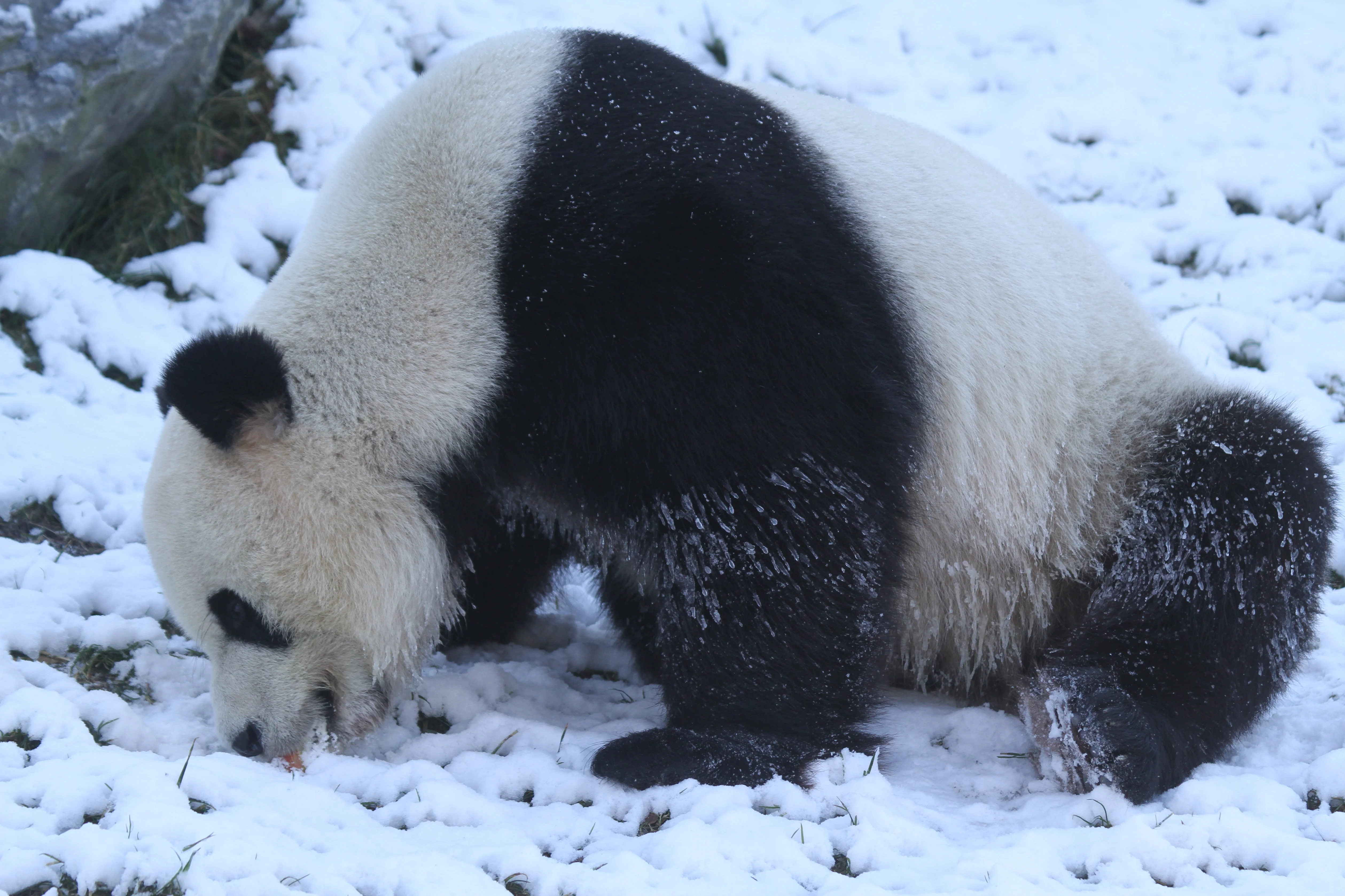 Pairi Daiza
