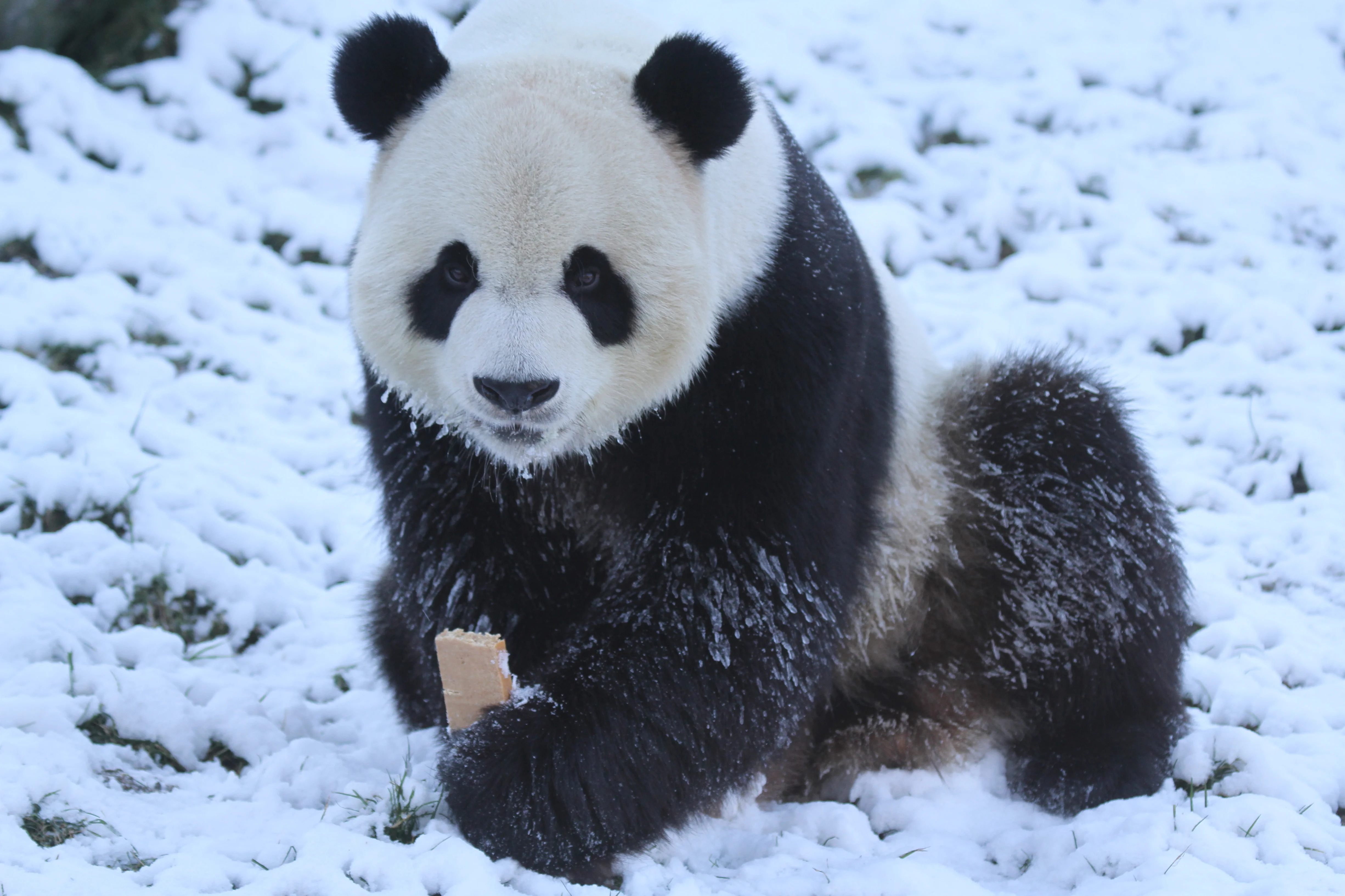 Pairi Daiza