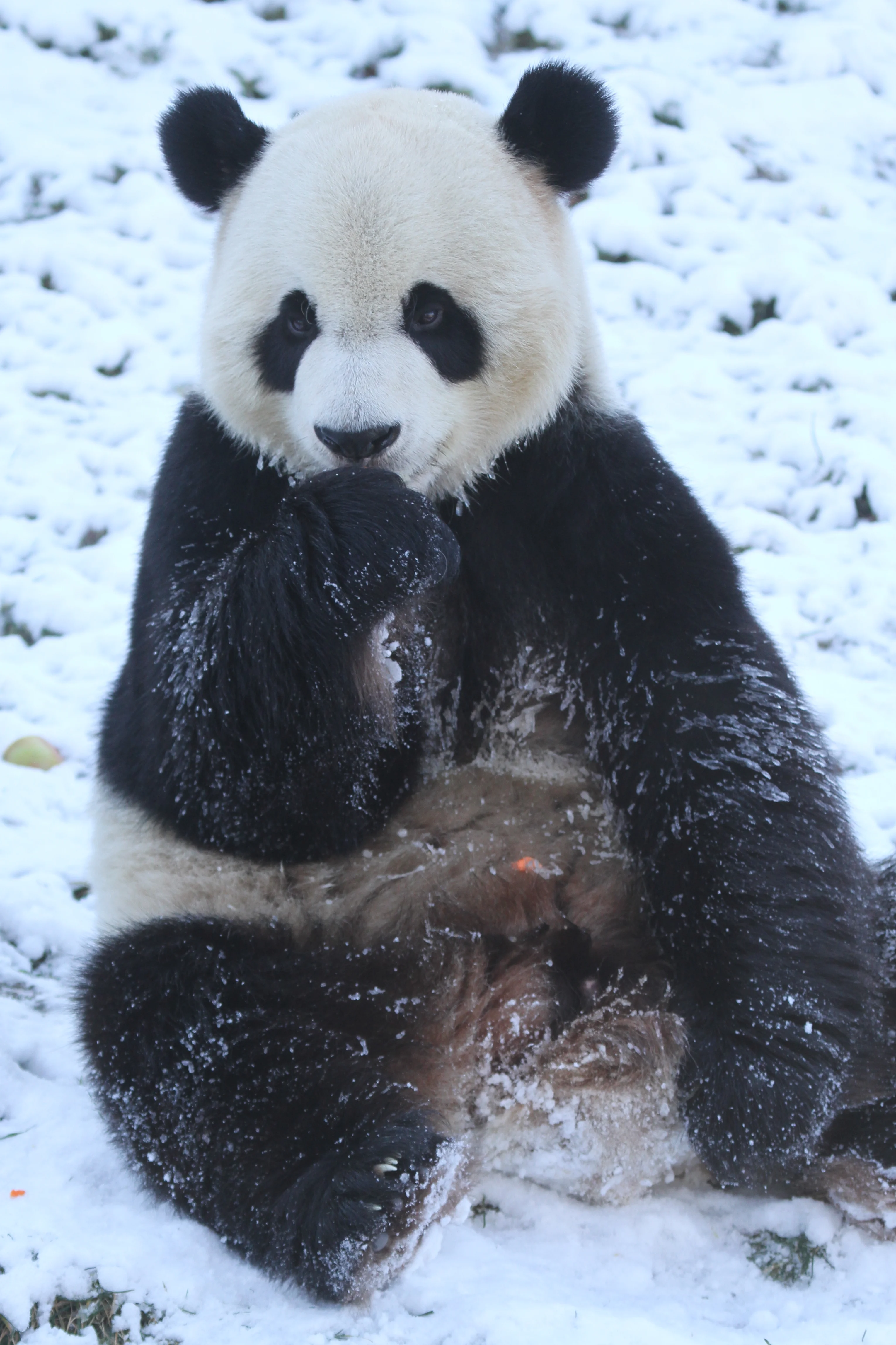 Pairi Daiza