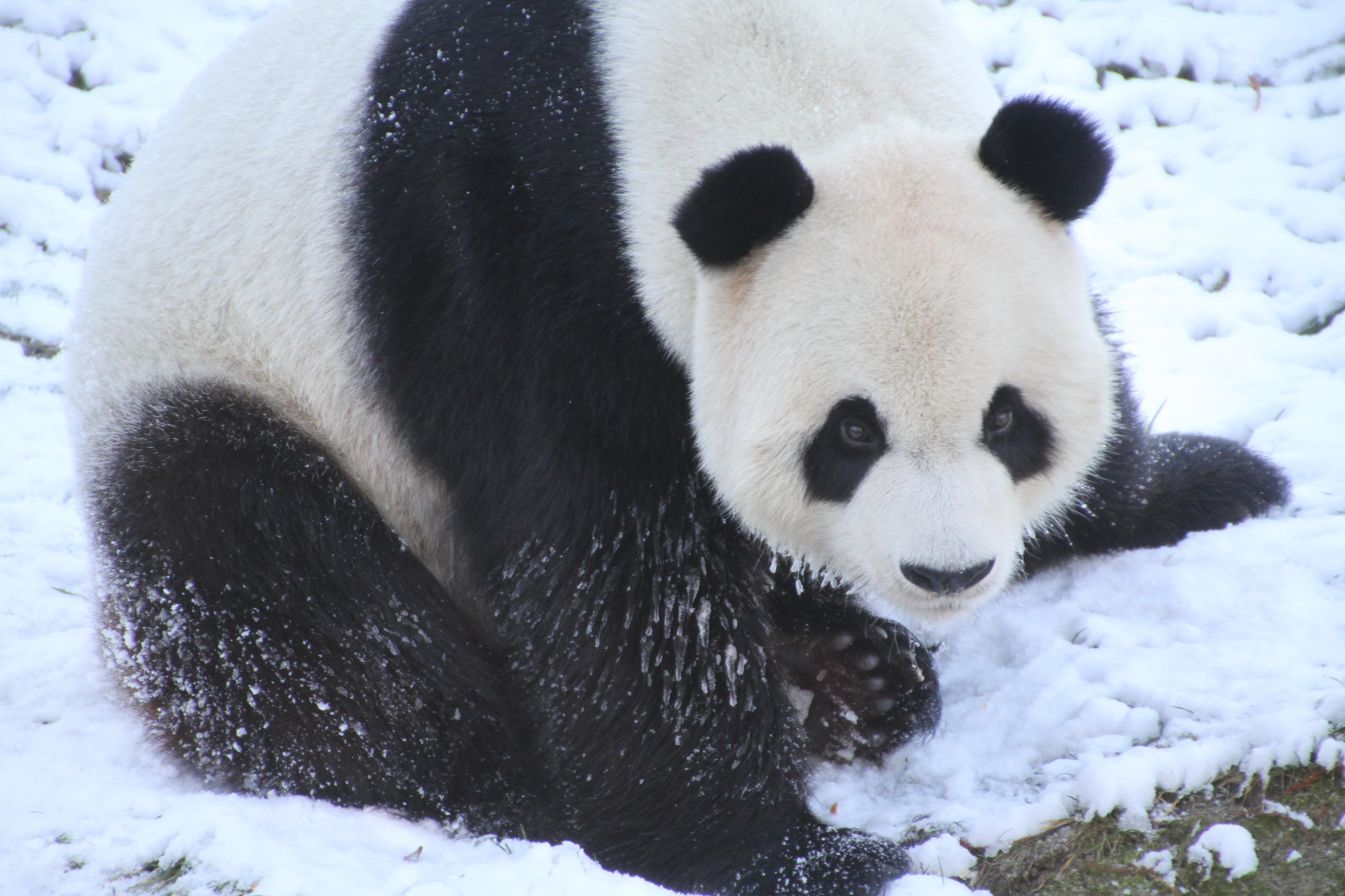 Pairi Daiza