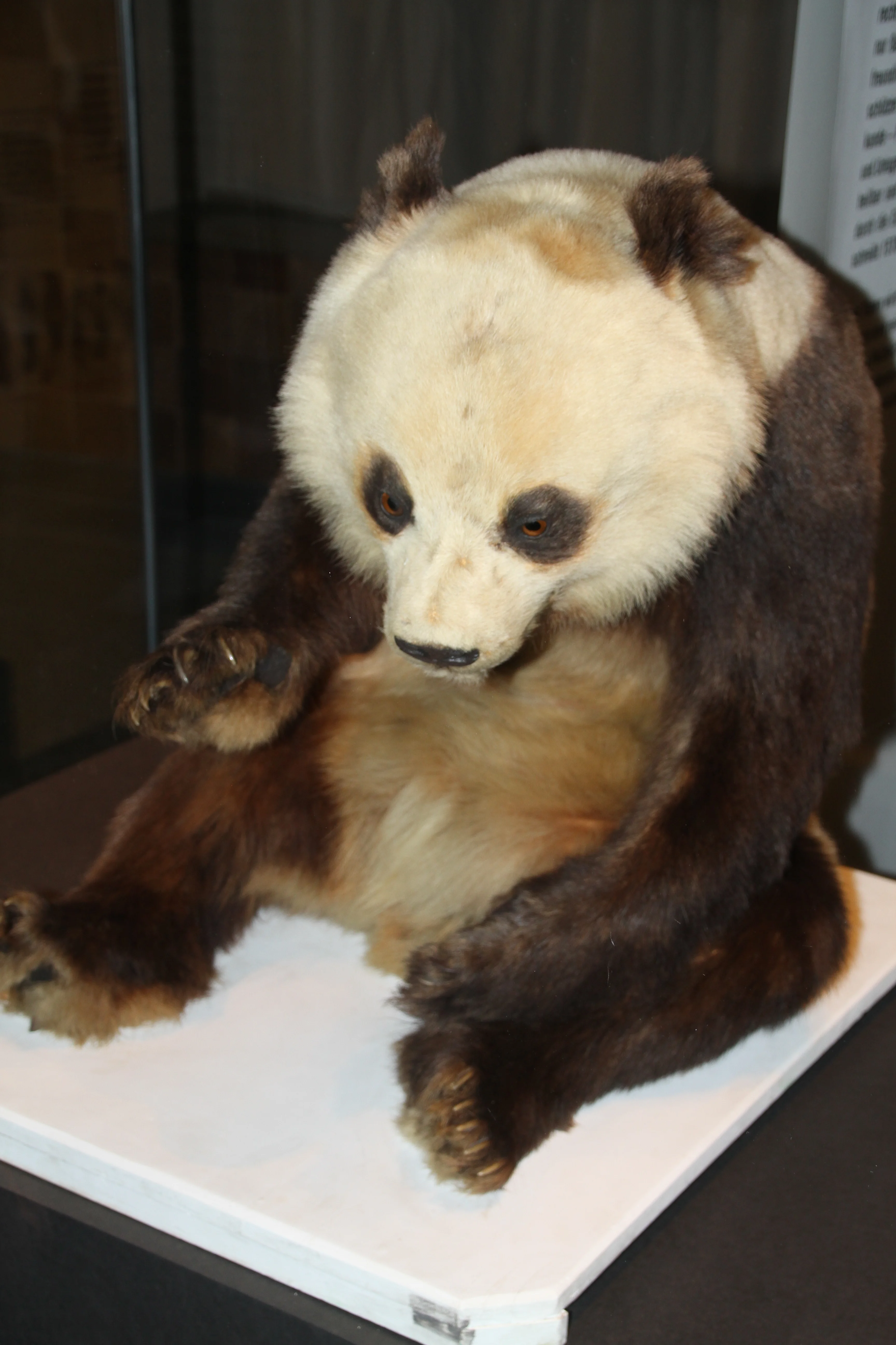 Museum für Naturkunde Berlin