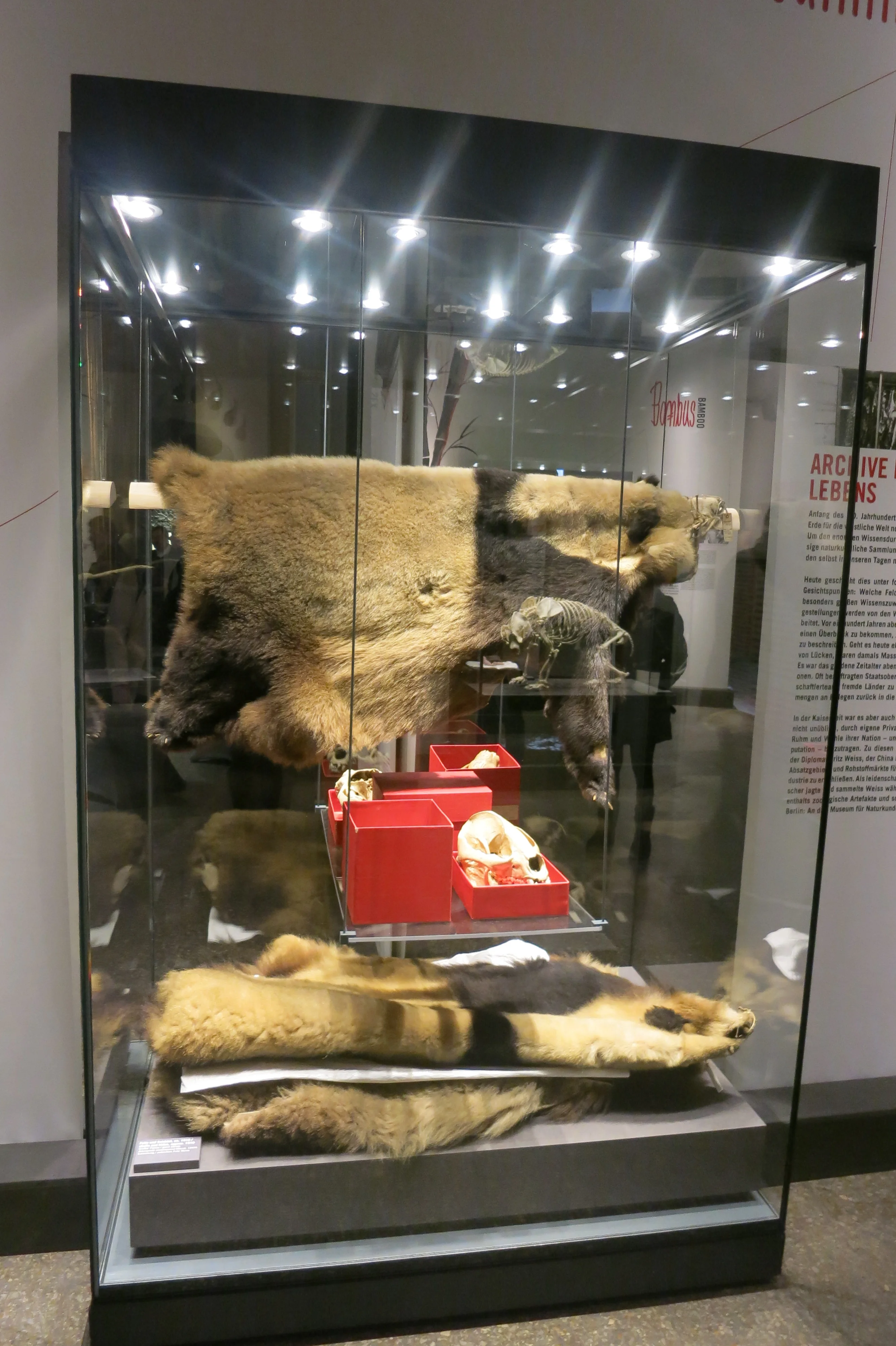 Museum für Naturkunde Berlin