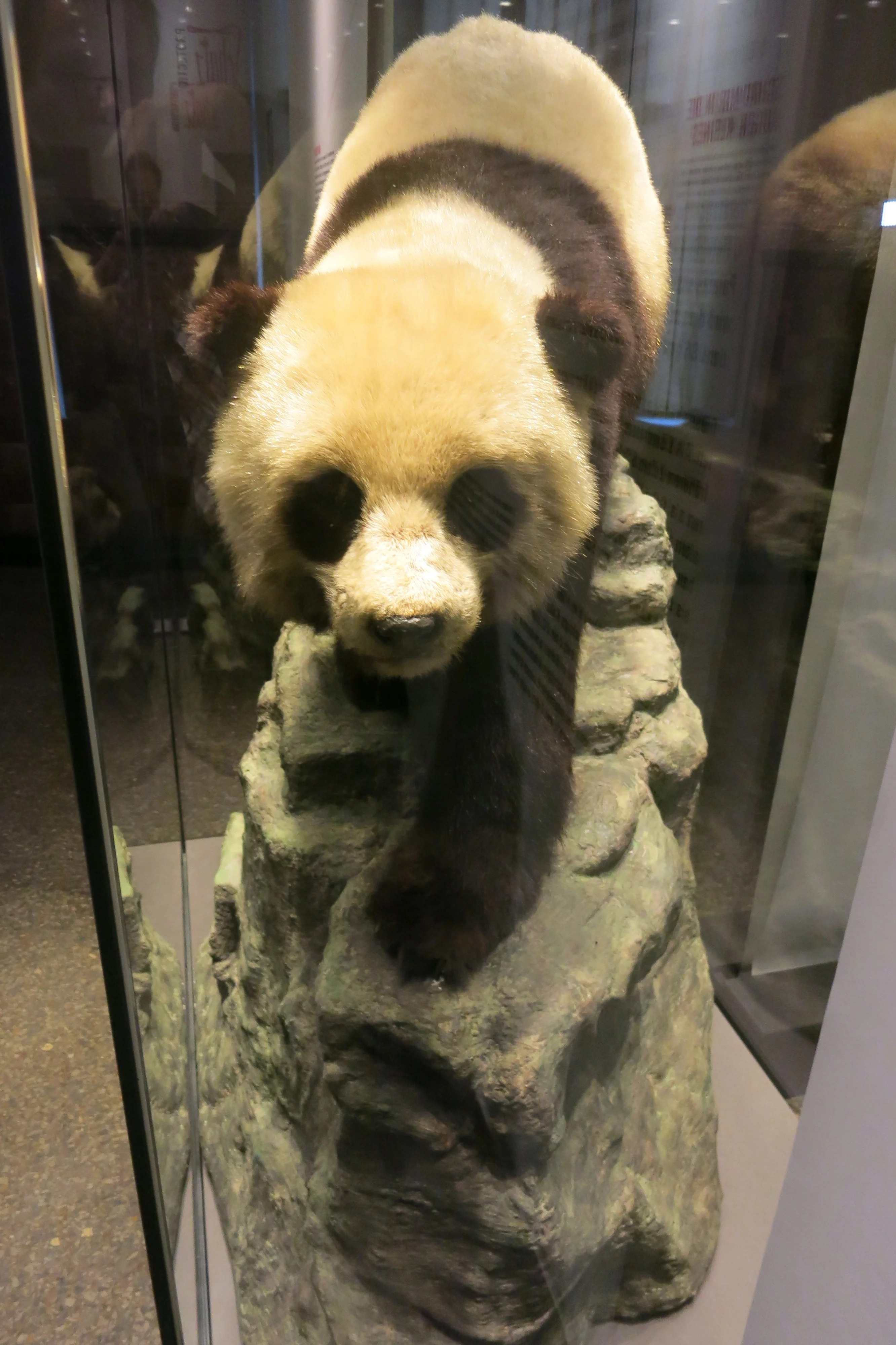 Museum für Naturkunde Berlin