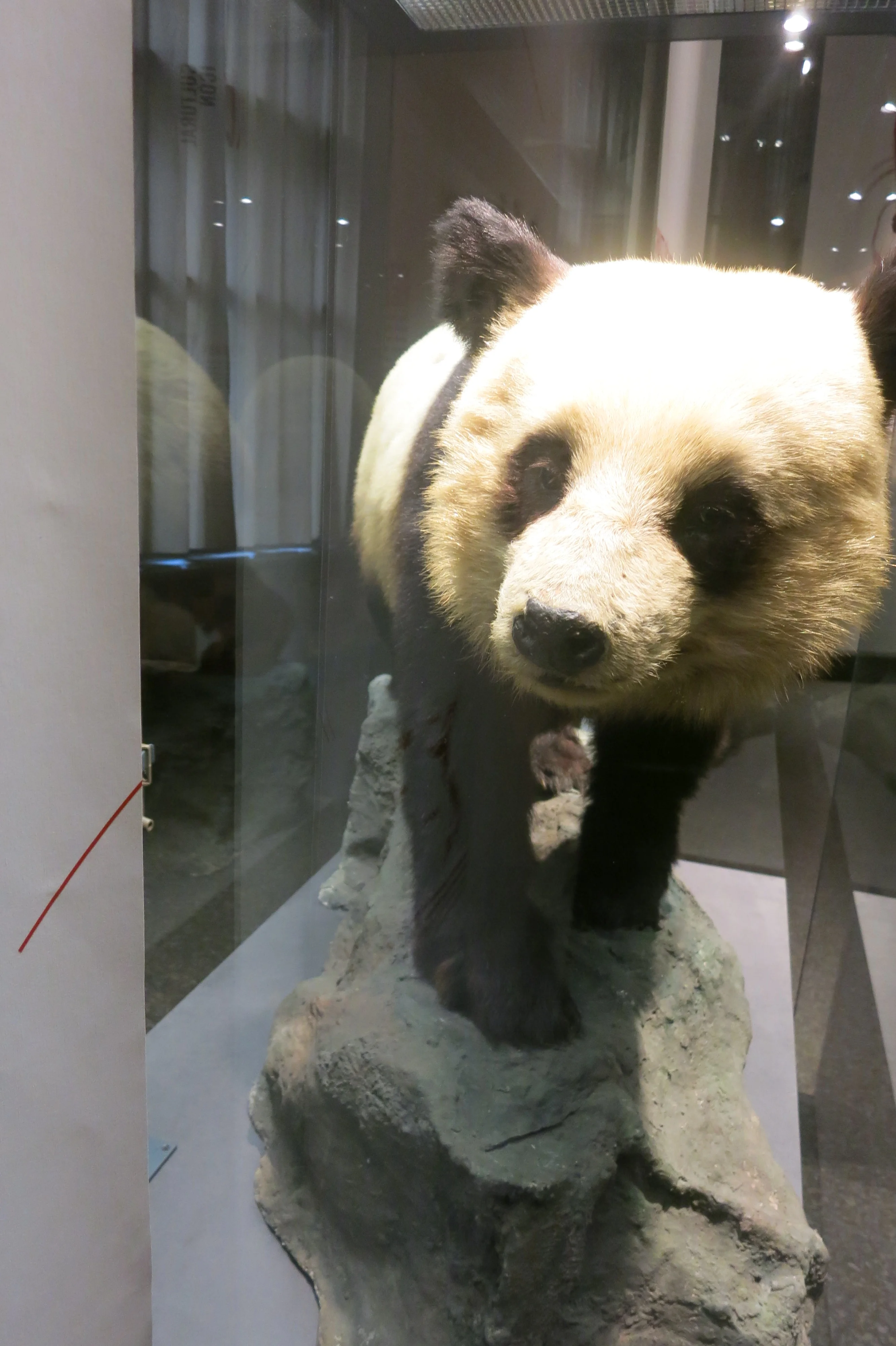 Museum für Naturkunde Berlin