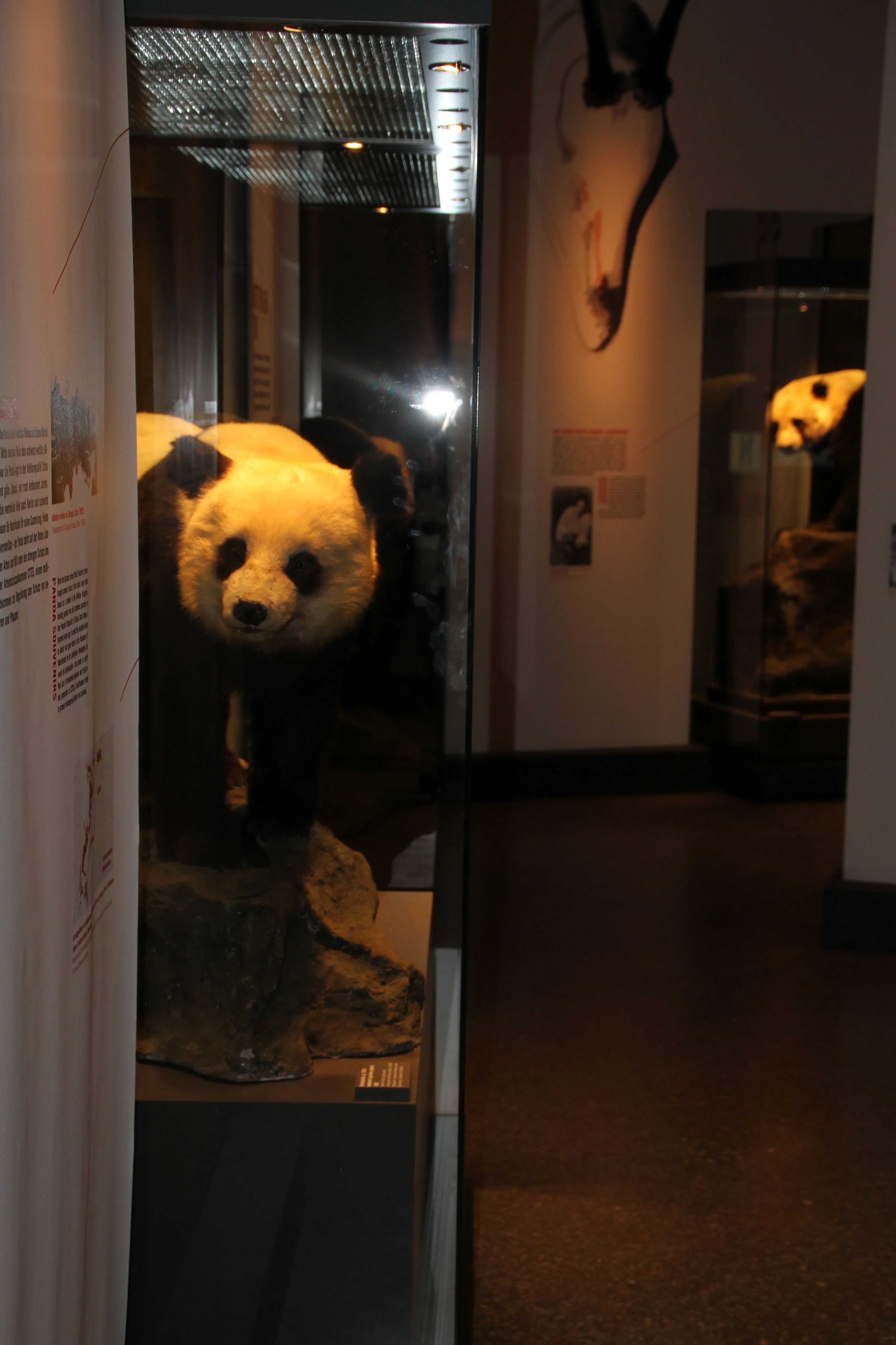 Museum für Naturkunde Berlin