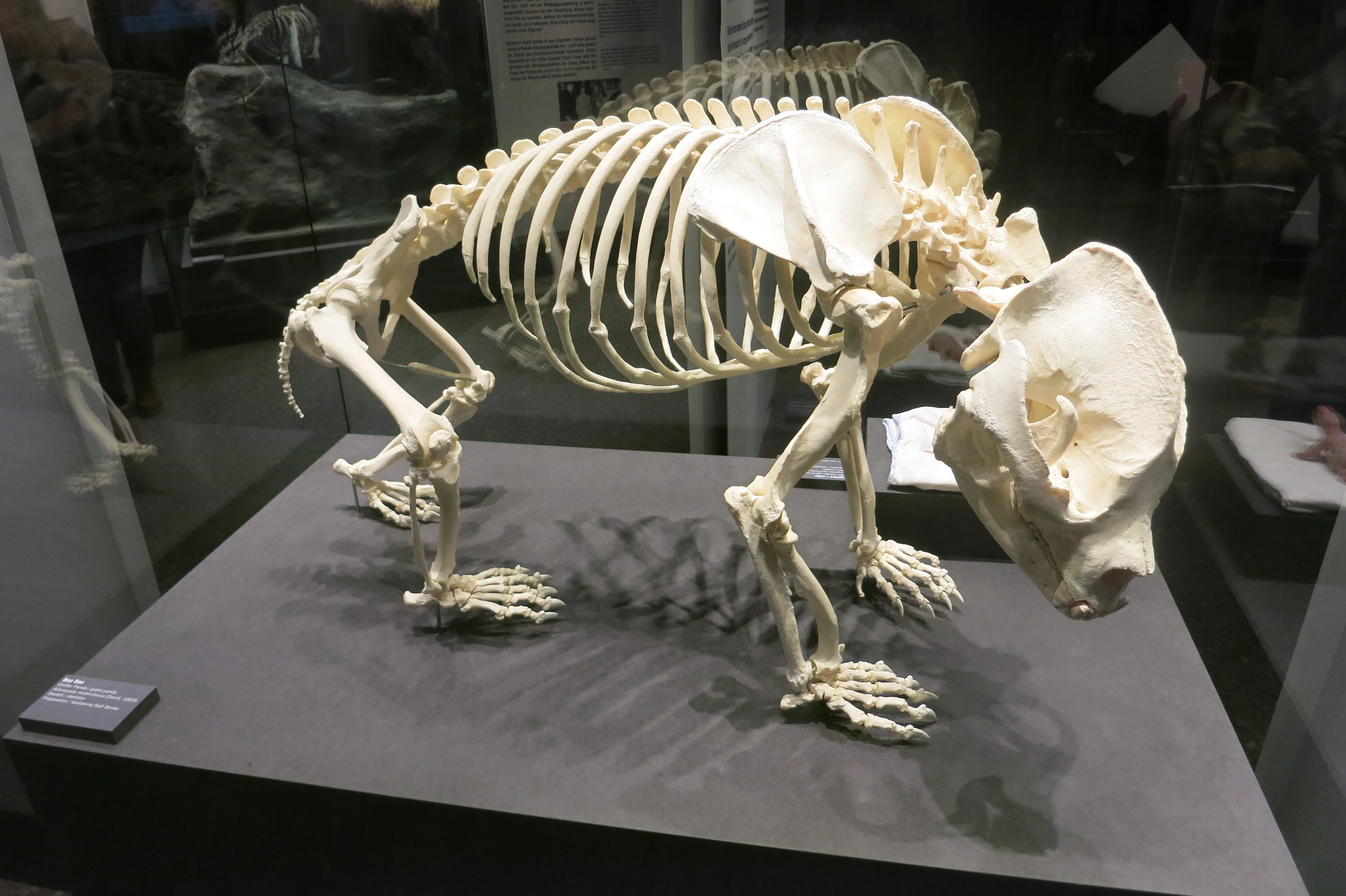 Museum für Naturkunde Berlin