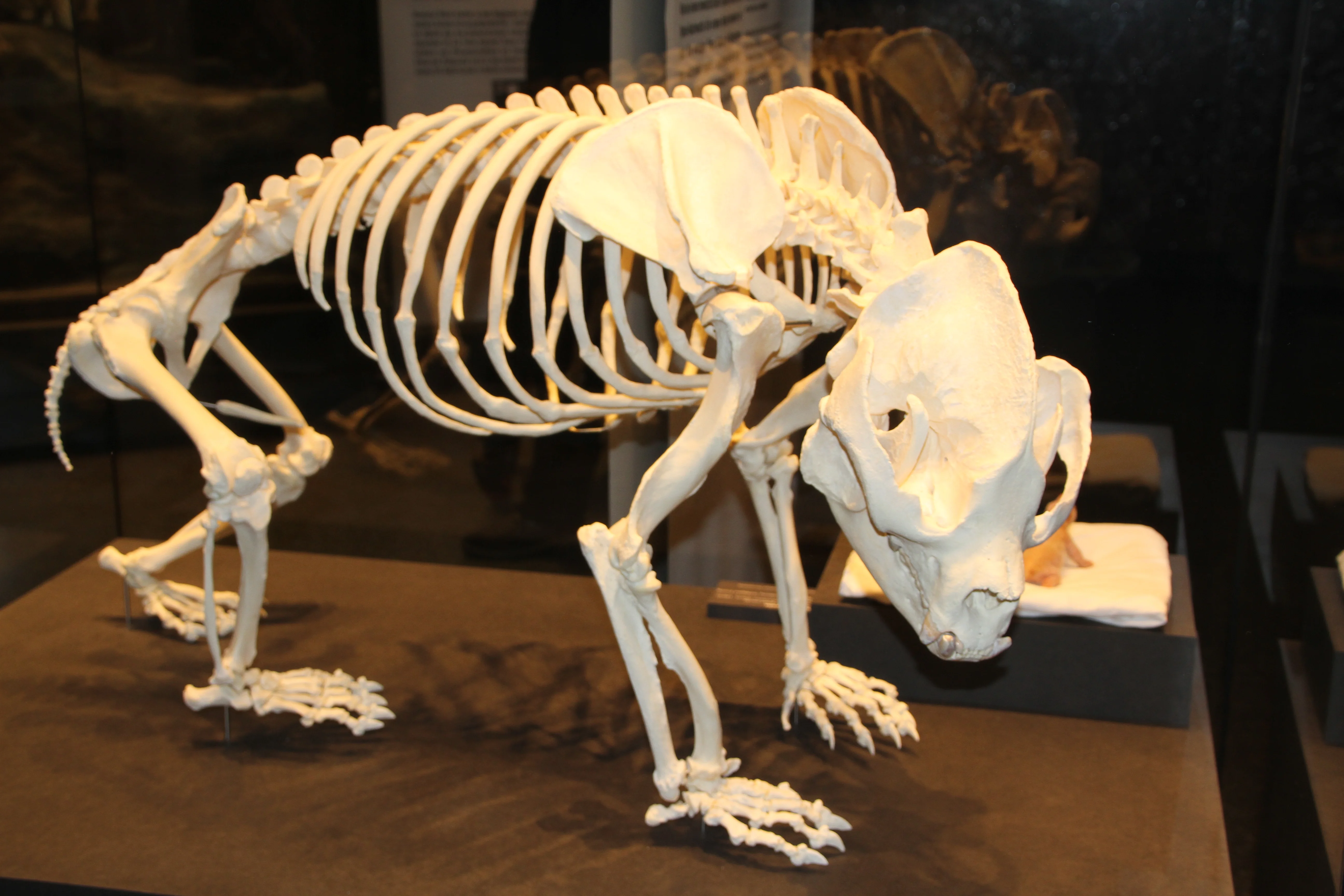 Museum für Naturkunde Berlin