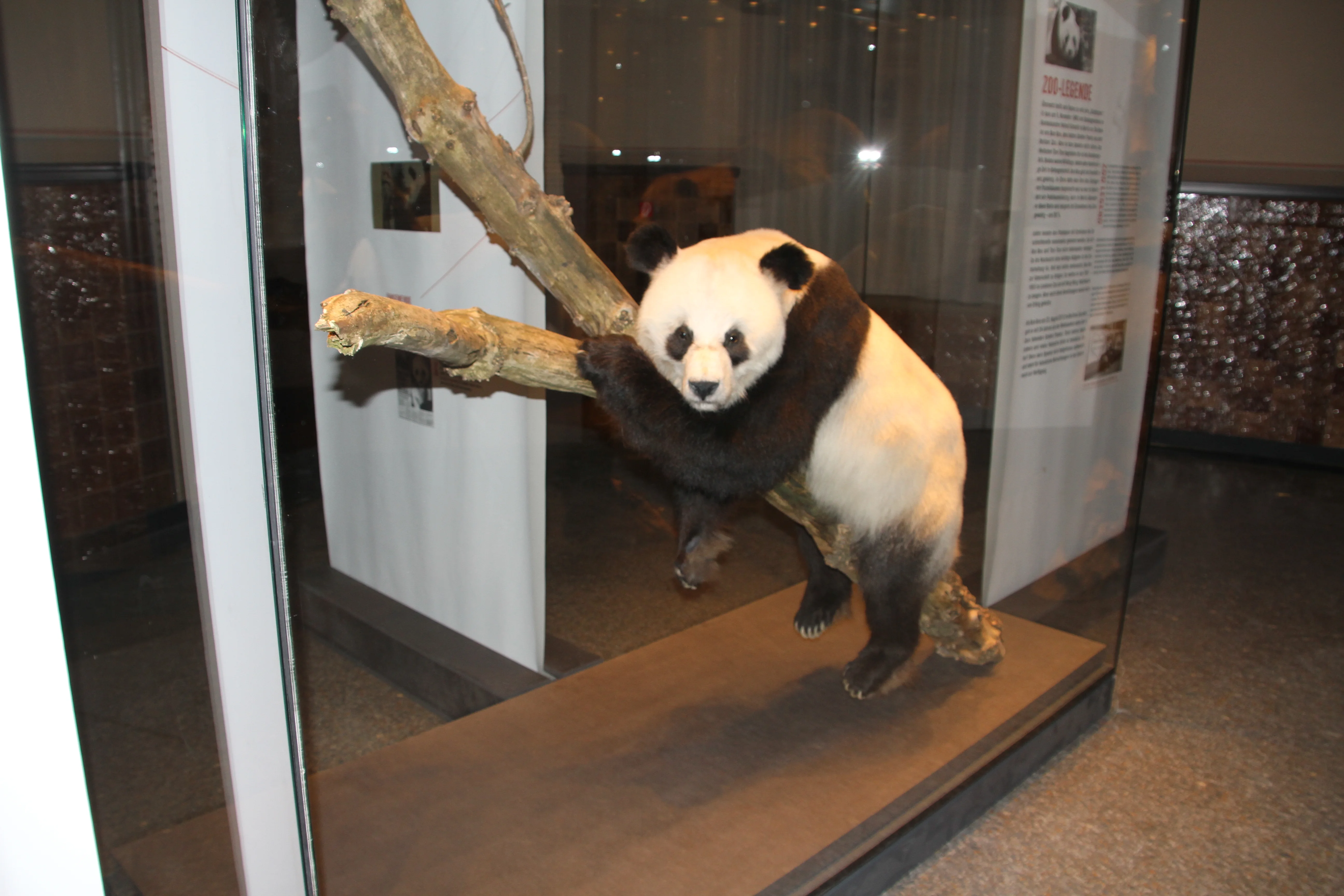 Museum für Naturkunde Berlin