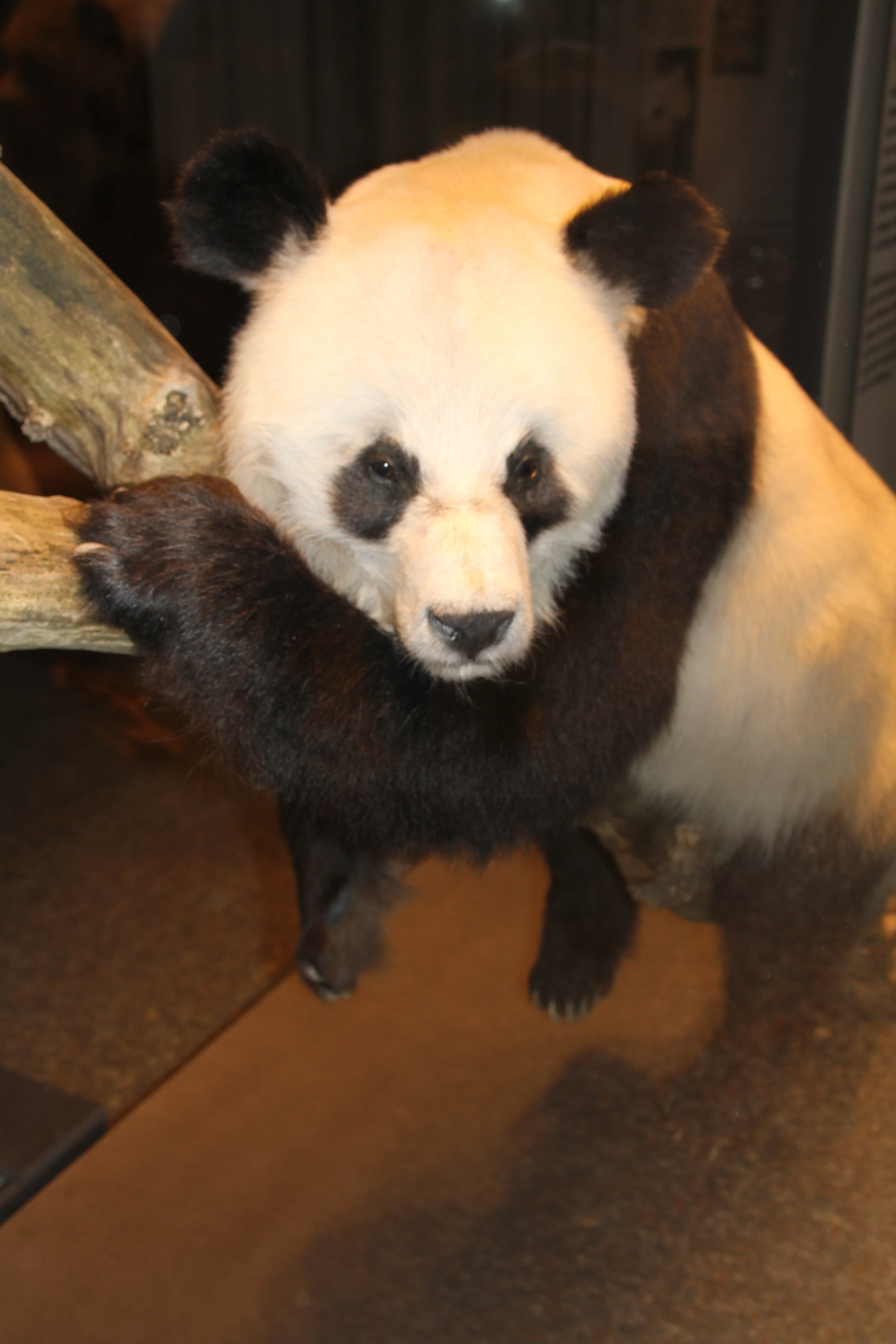 Museum für Naturkunde Berlin