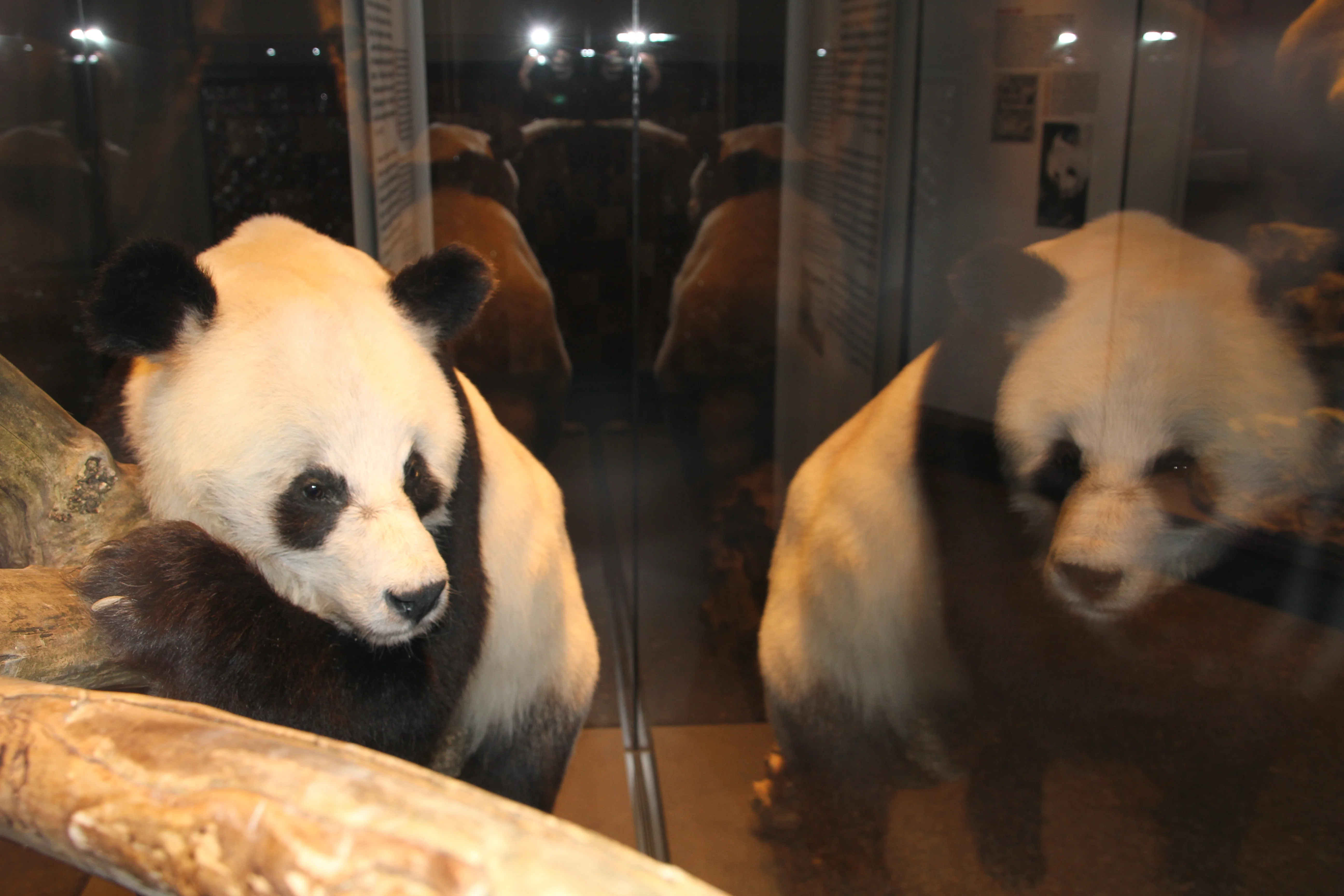 Museum für Naturkunde Berlin