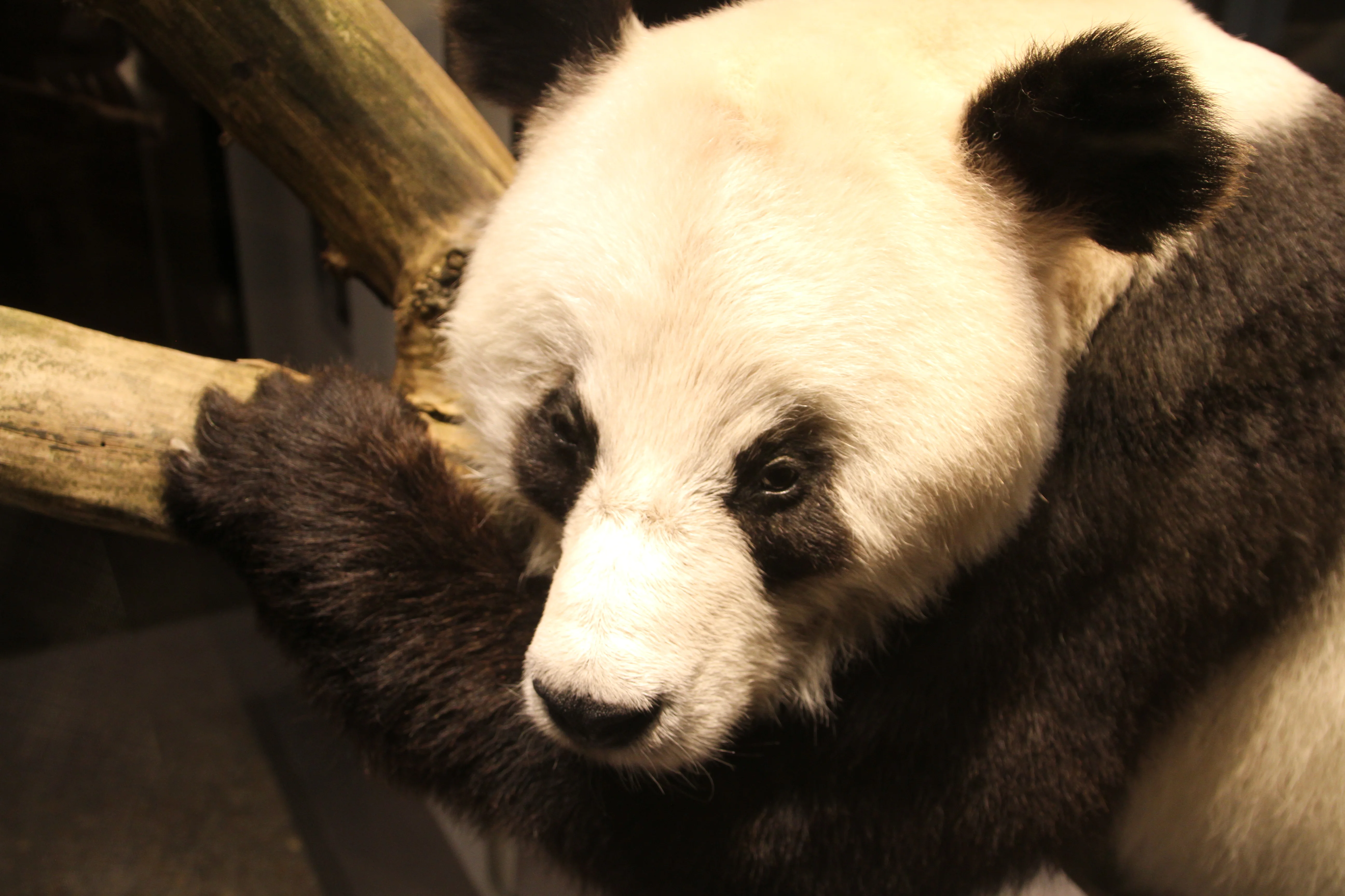 Museum für Naturkunde Berlin