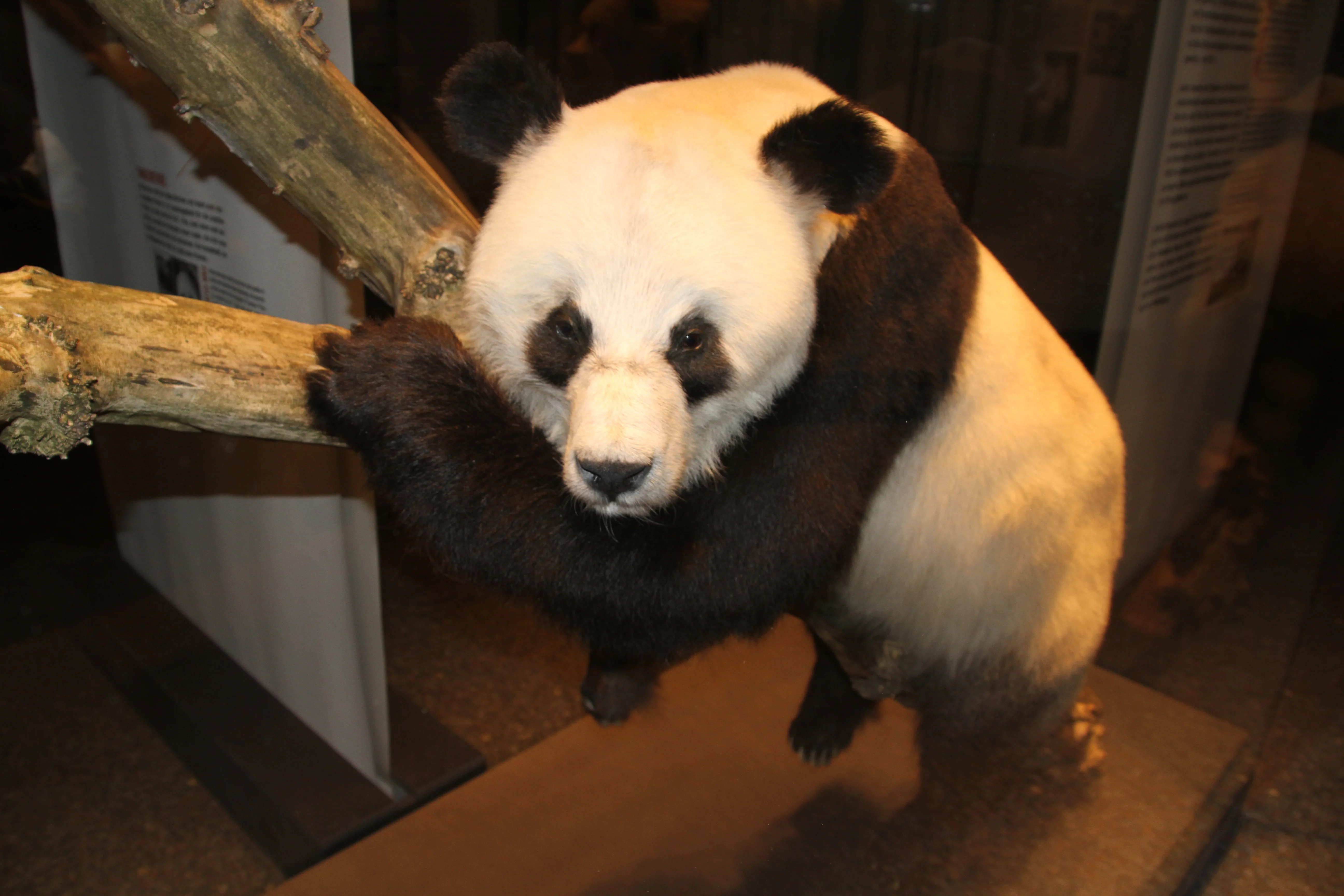 Museum für Naturkunde Berlin