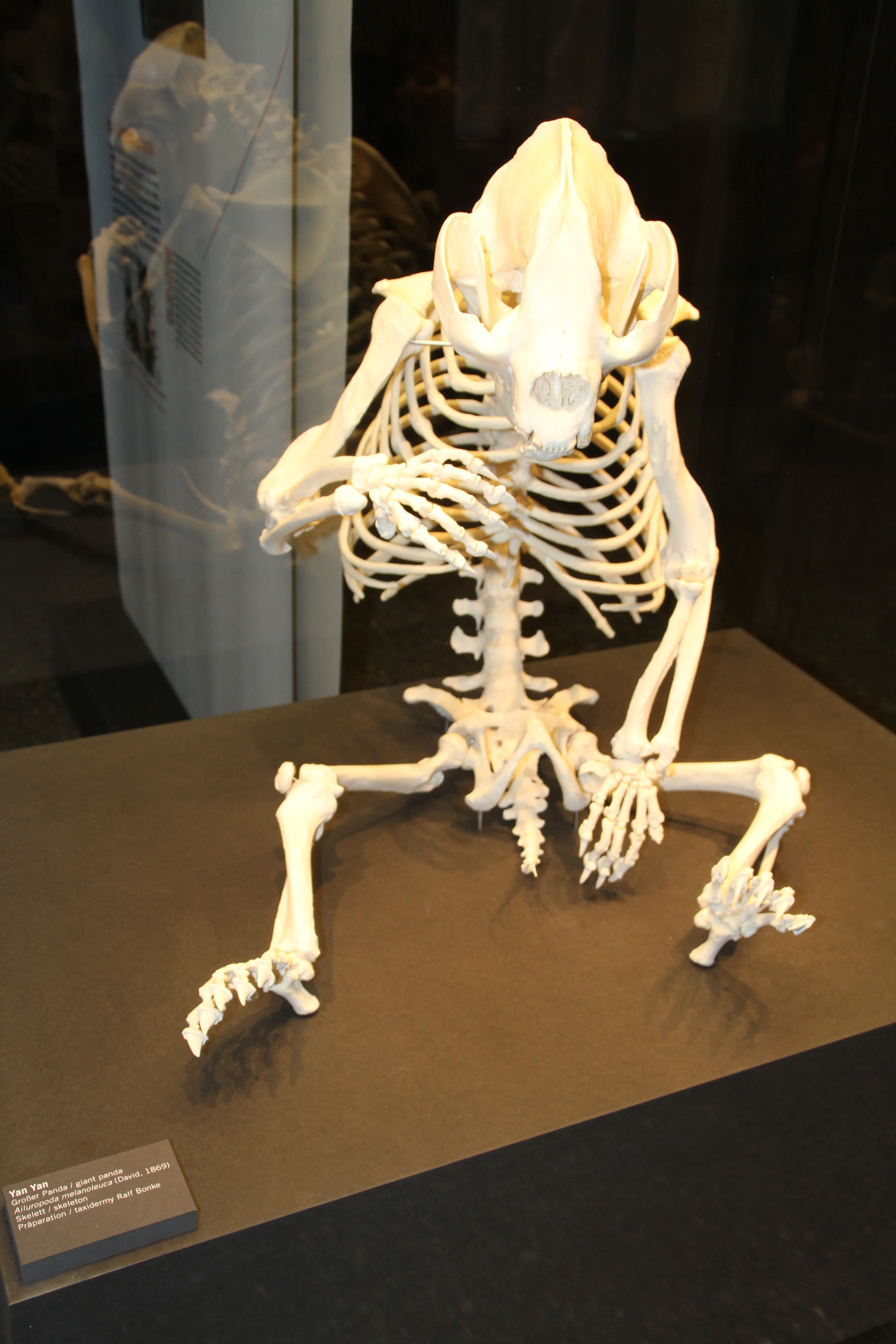 Museum für Naturkunde Berlin