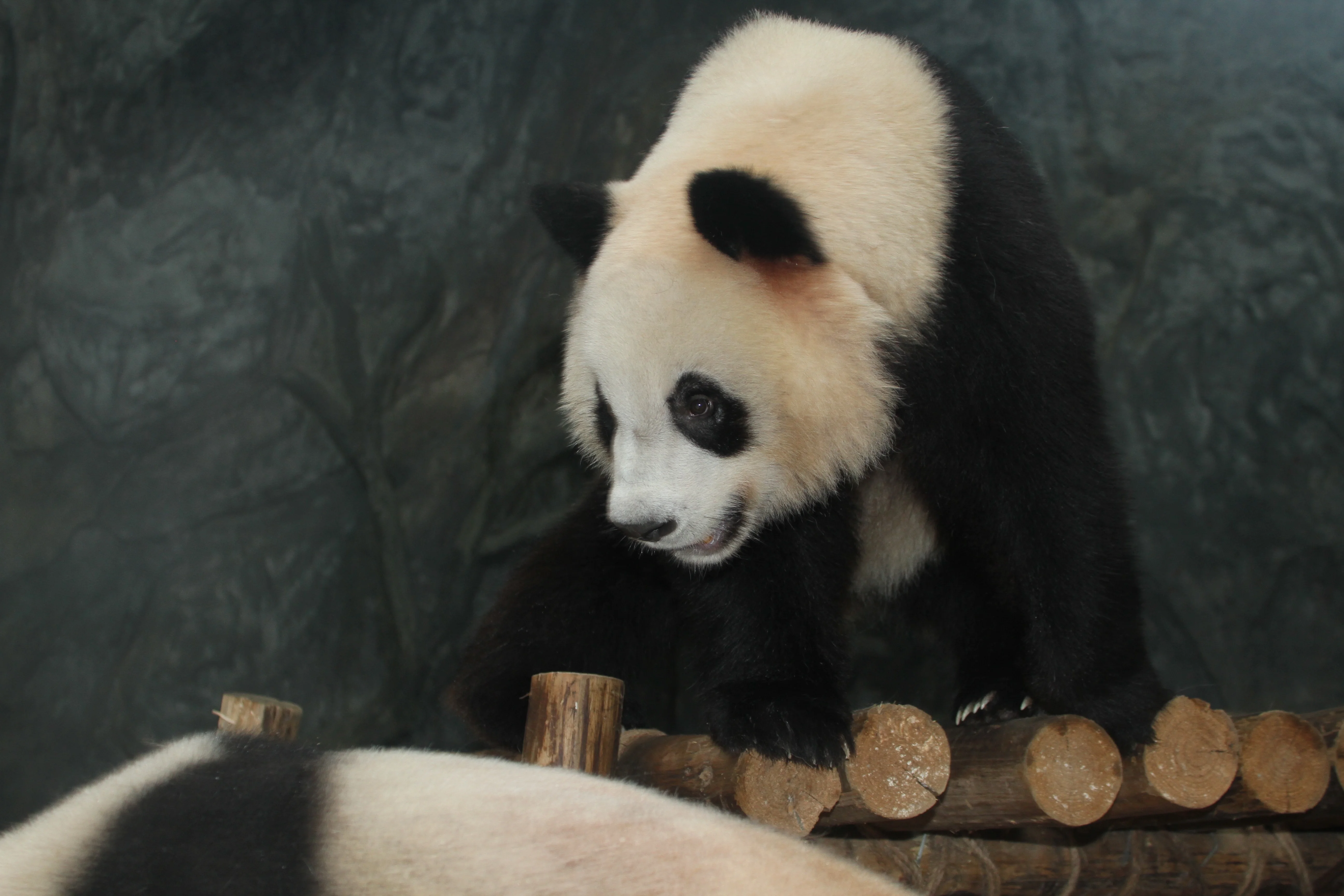 Shenzhen Safari Park