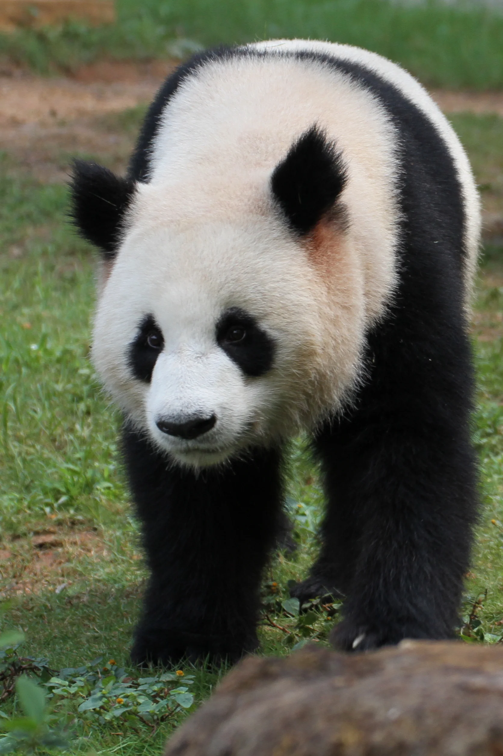 Shenzhen Safari Park